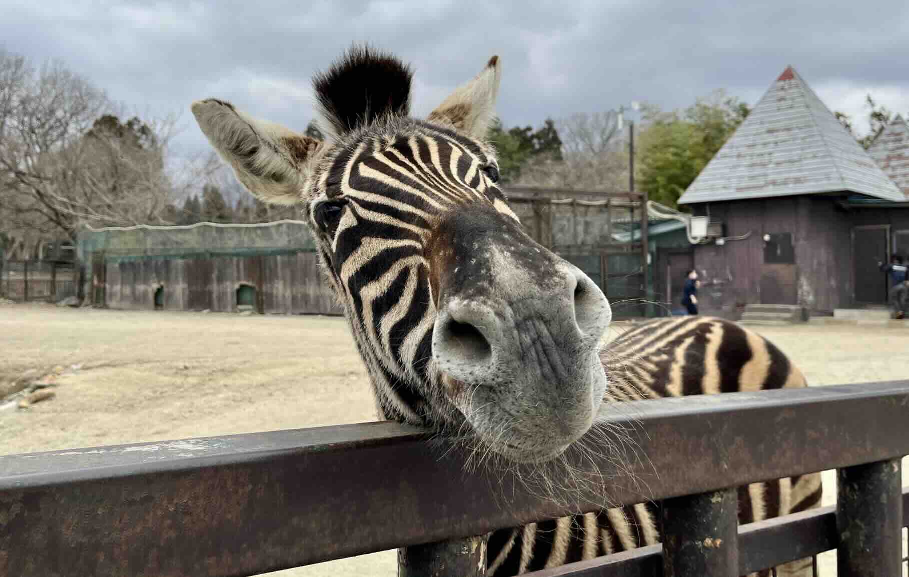 nasu_safari_park.jpeg