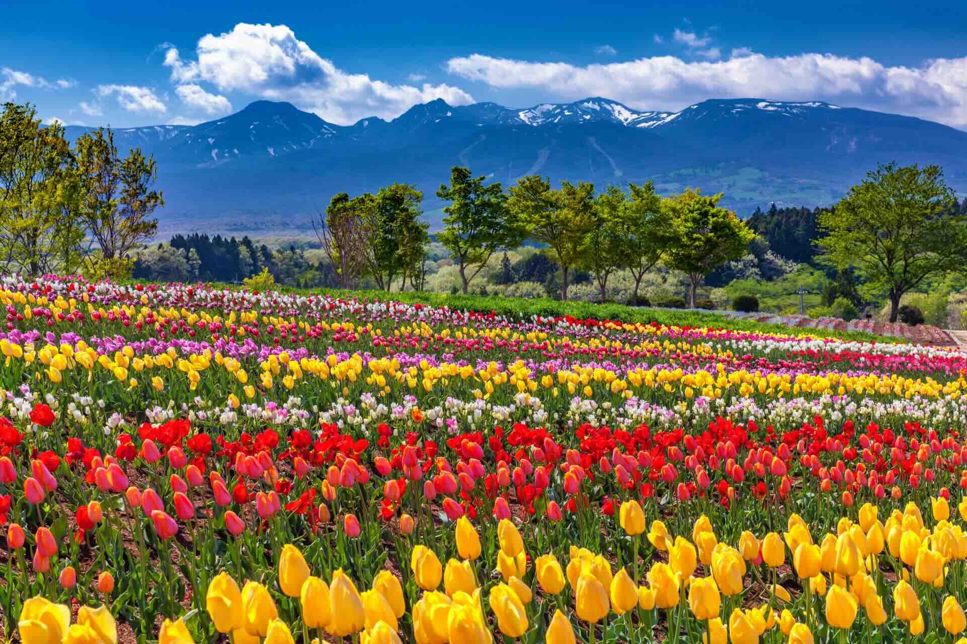 nasu_flower_garden.jpeg