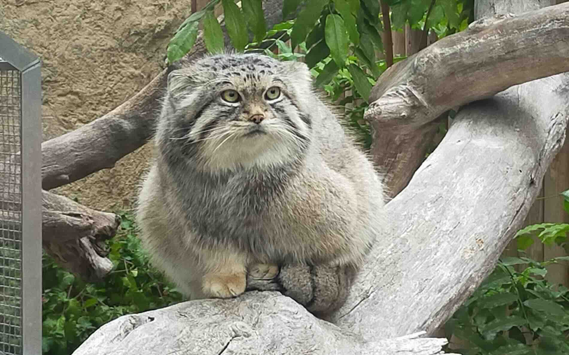 manul.jpeg