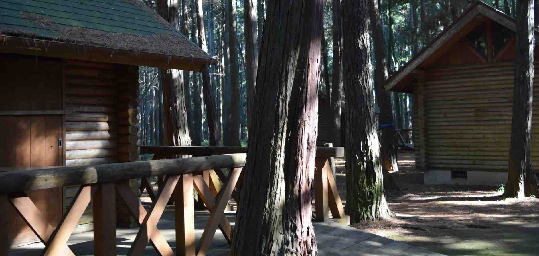 log_in_forests.jpeg