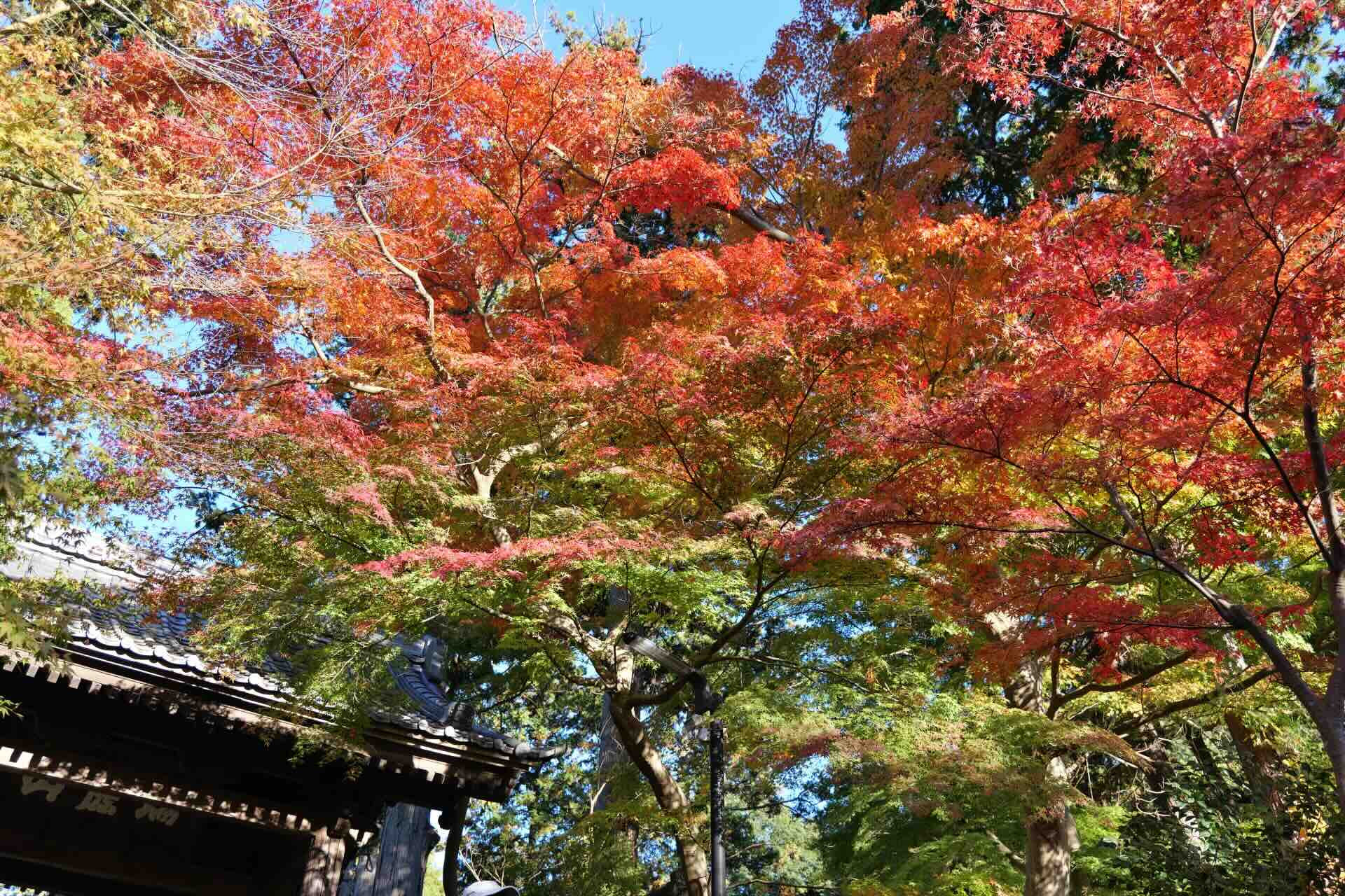 enkakuji_koyo.webp