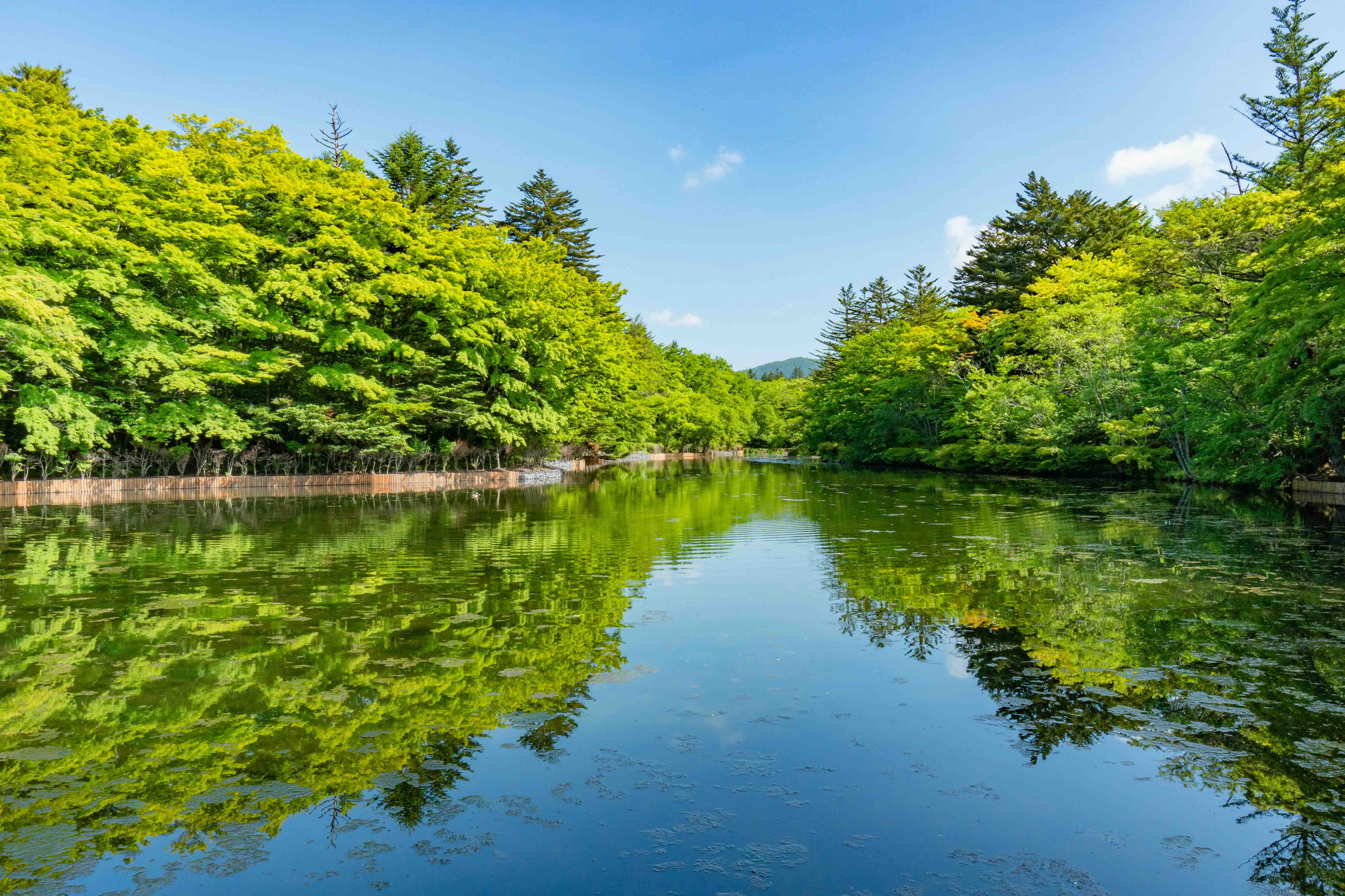 軽井沢雲場池.webp