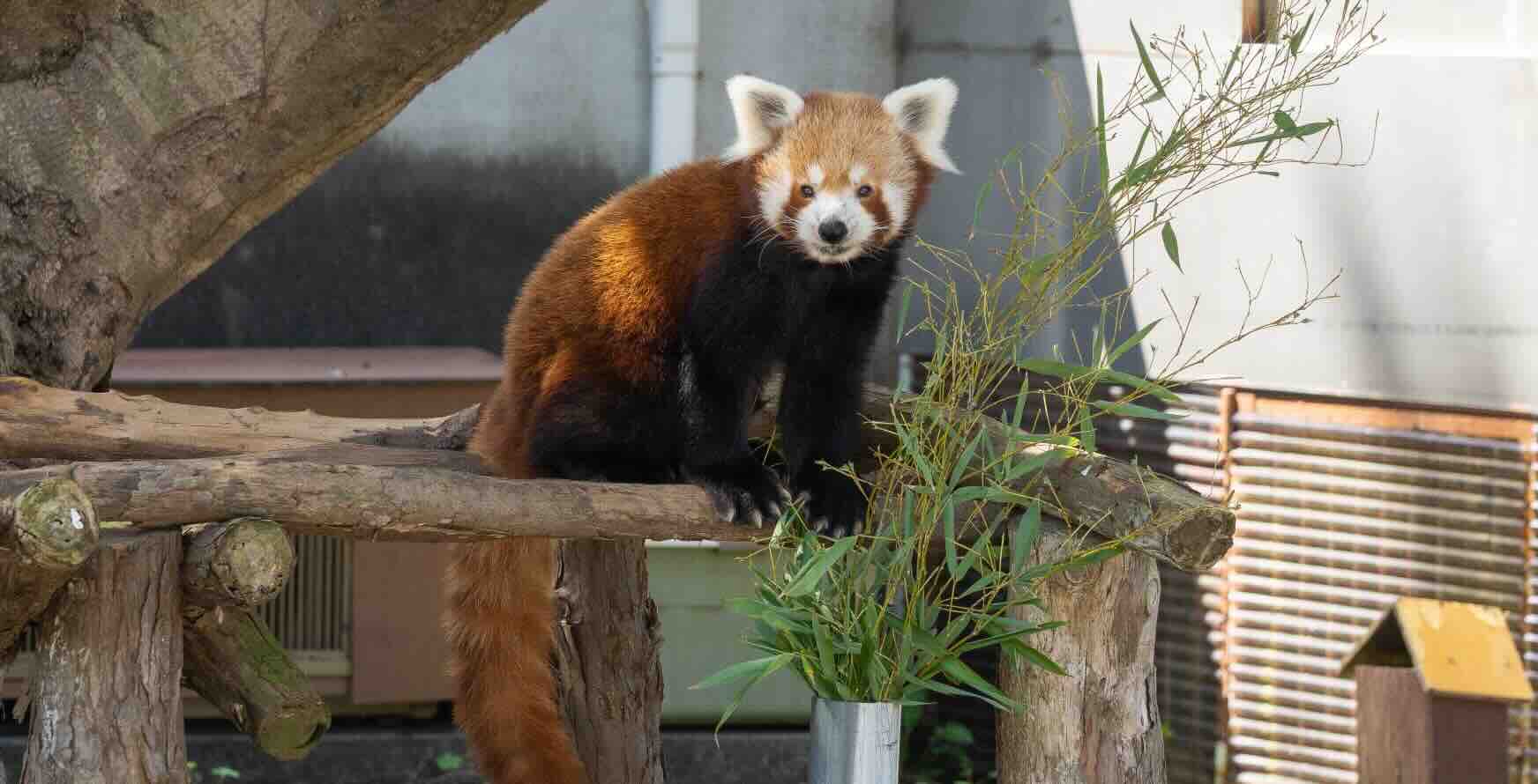 red_panda.jpeg