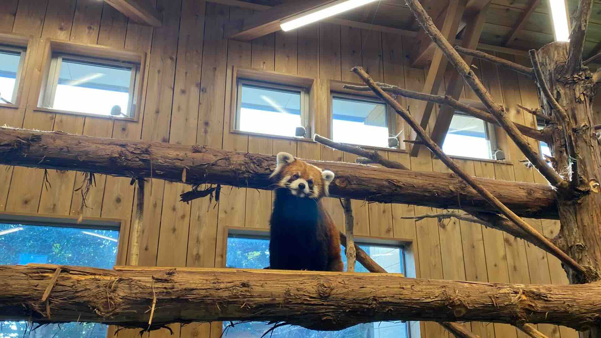red_panda_in_shaboten.jpeg