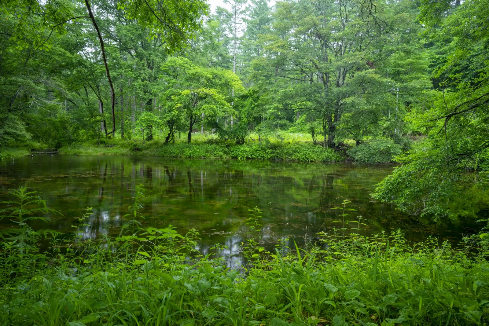 karuizawa_mikage_yosui_forest.webp