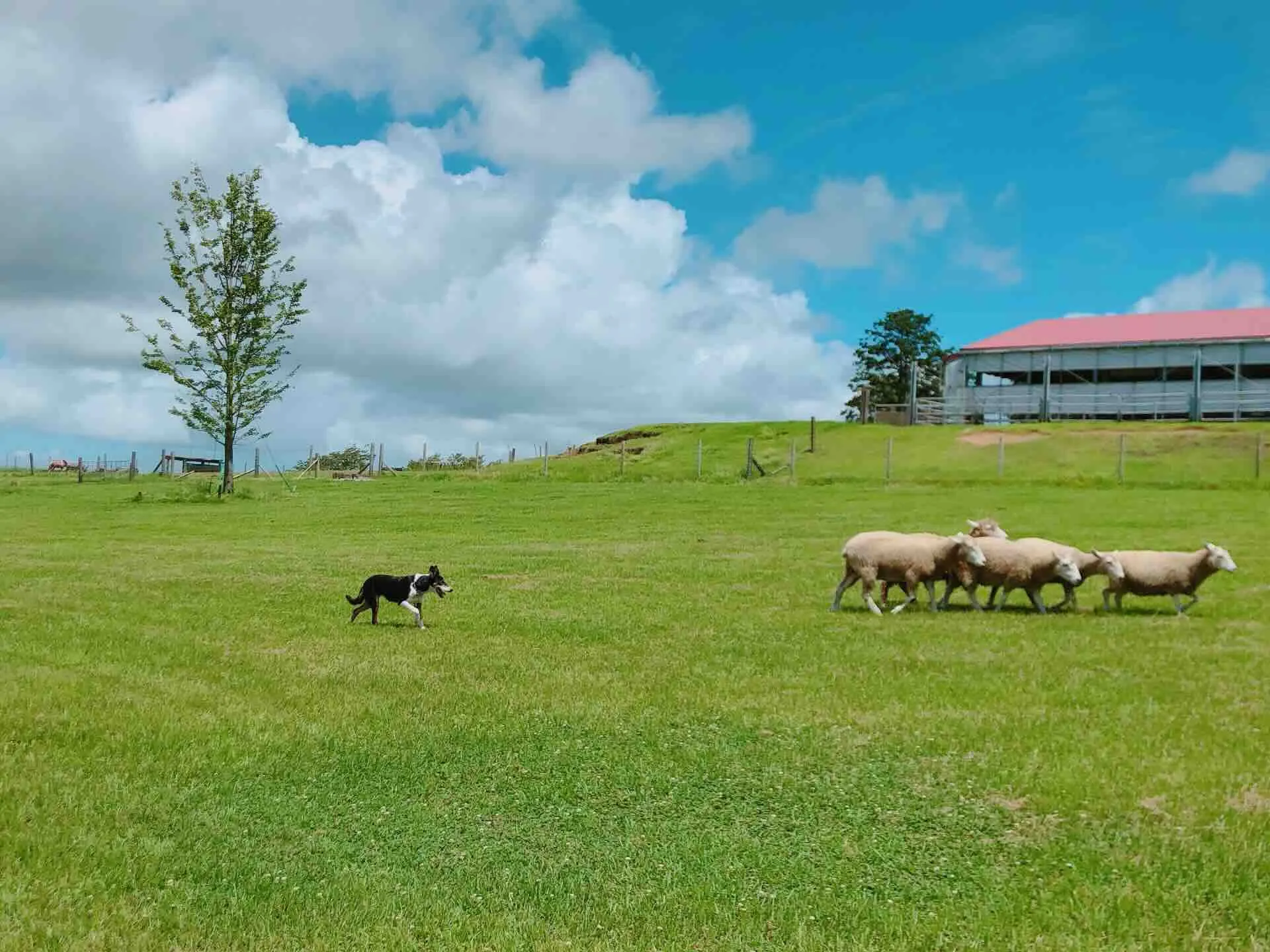 mother_ranch.webp