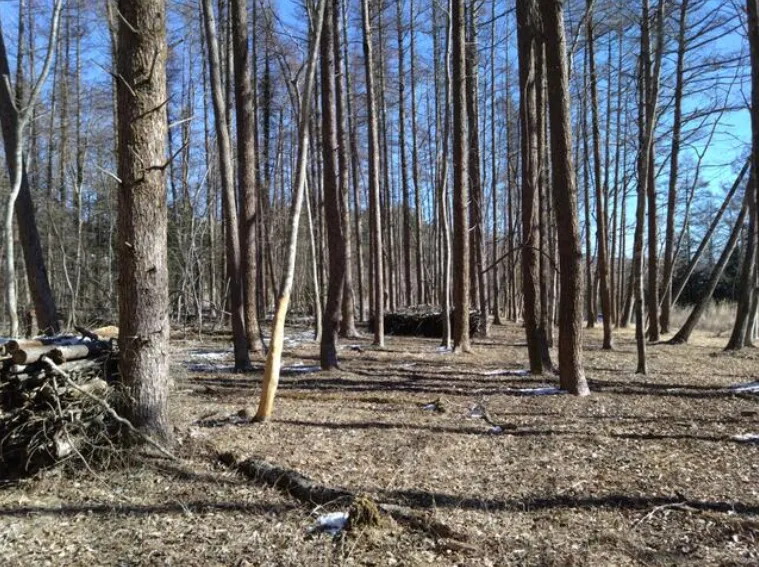 山中湖村山中売土地の外観4