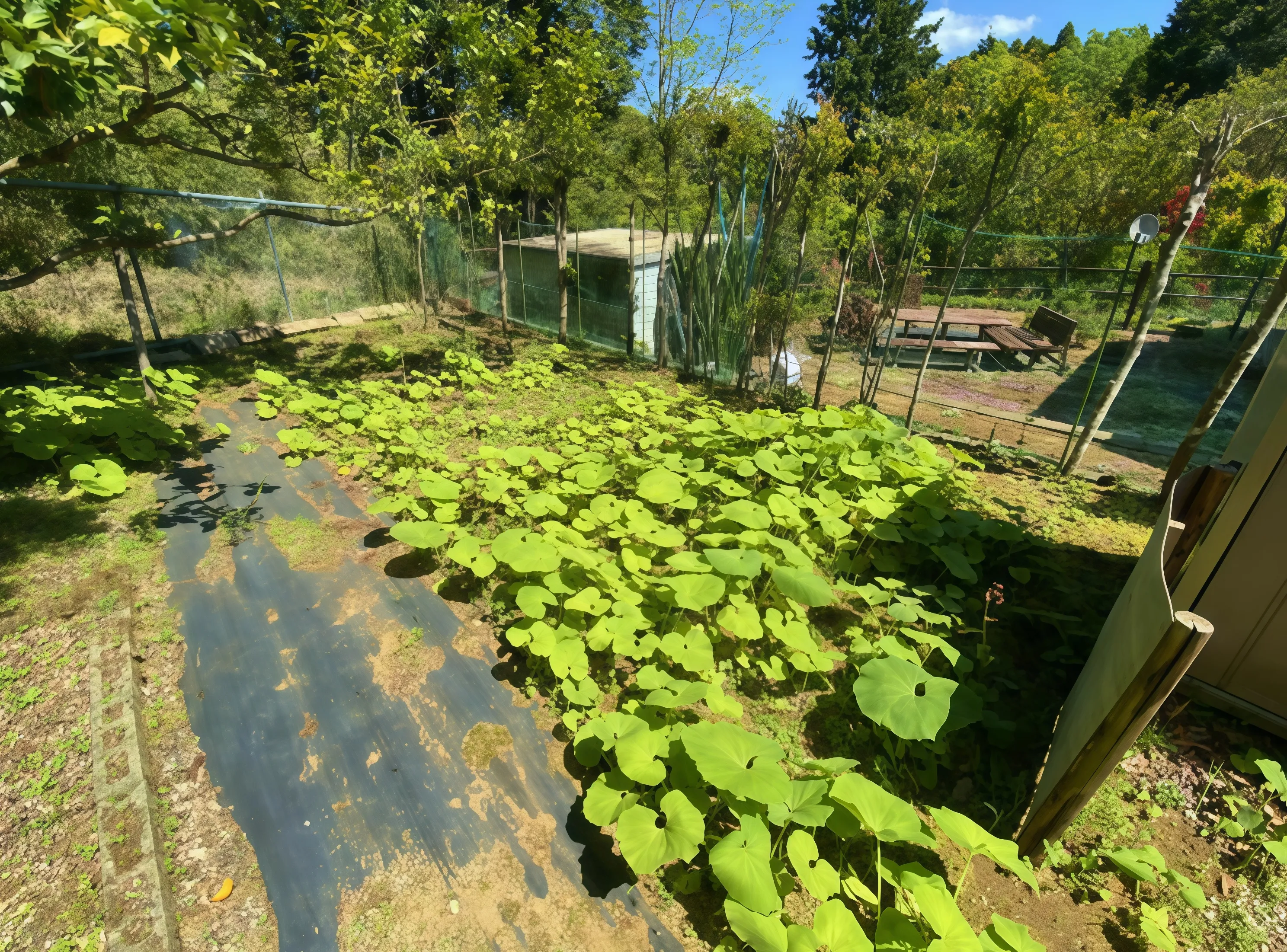 勝浦市上植野高台中古戸建の庭(3)