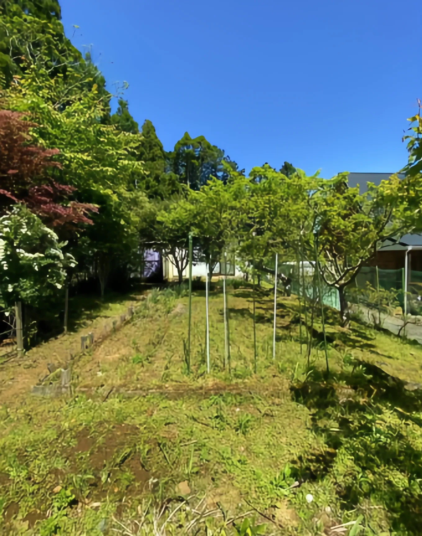 勝浦市上植野高台中古戸建の庭(6)