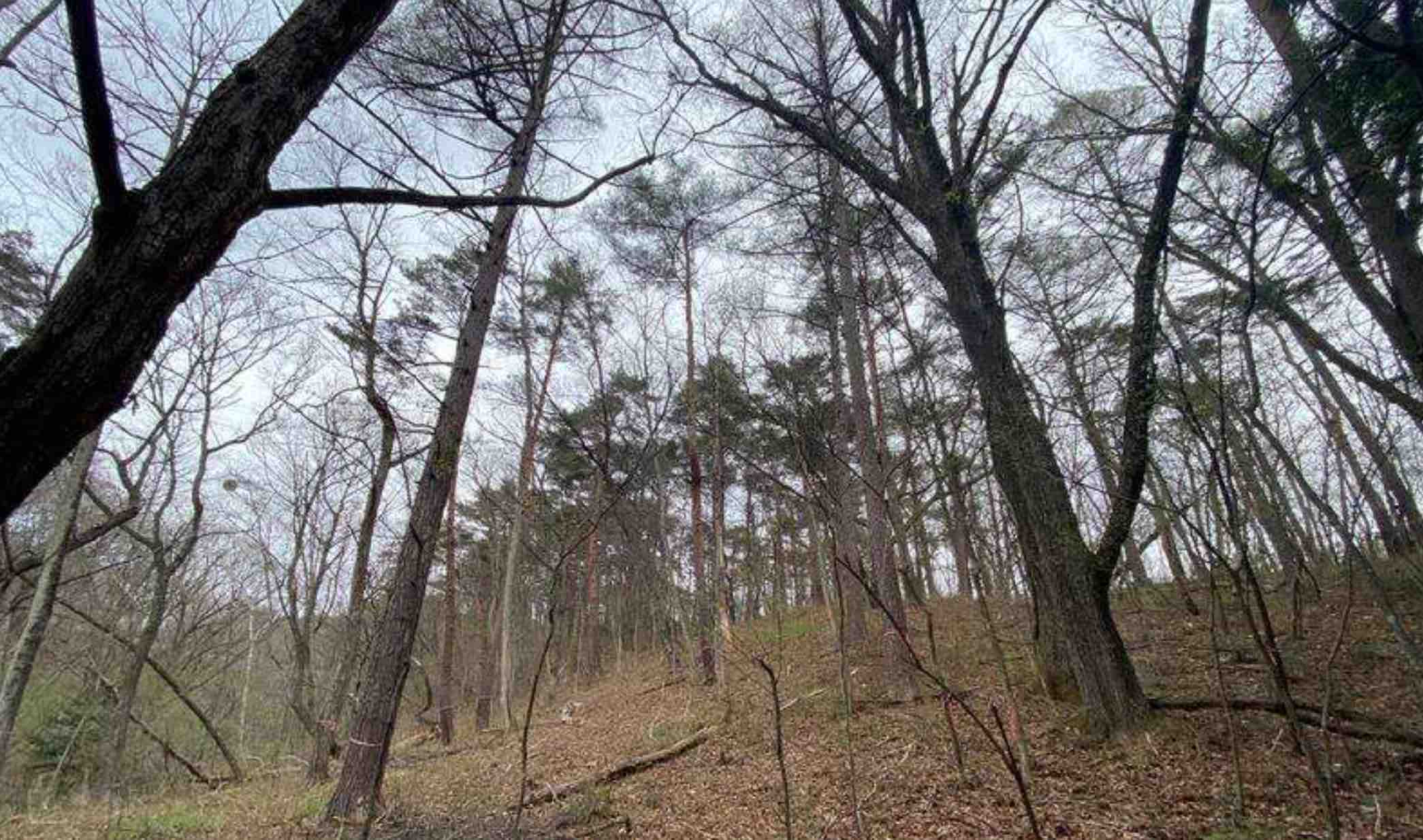 長野県北佐久郡軽井沢の土地の外観3