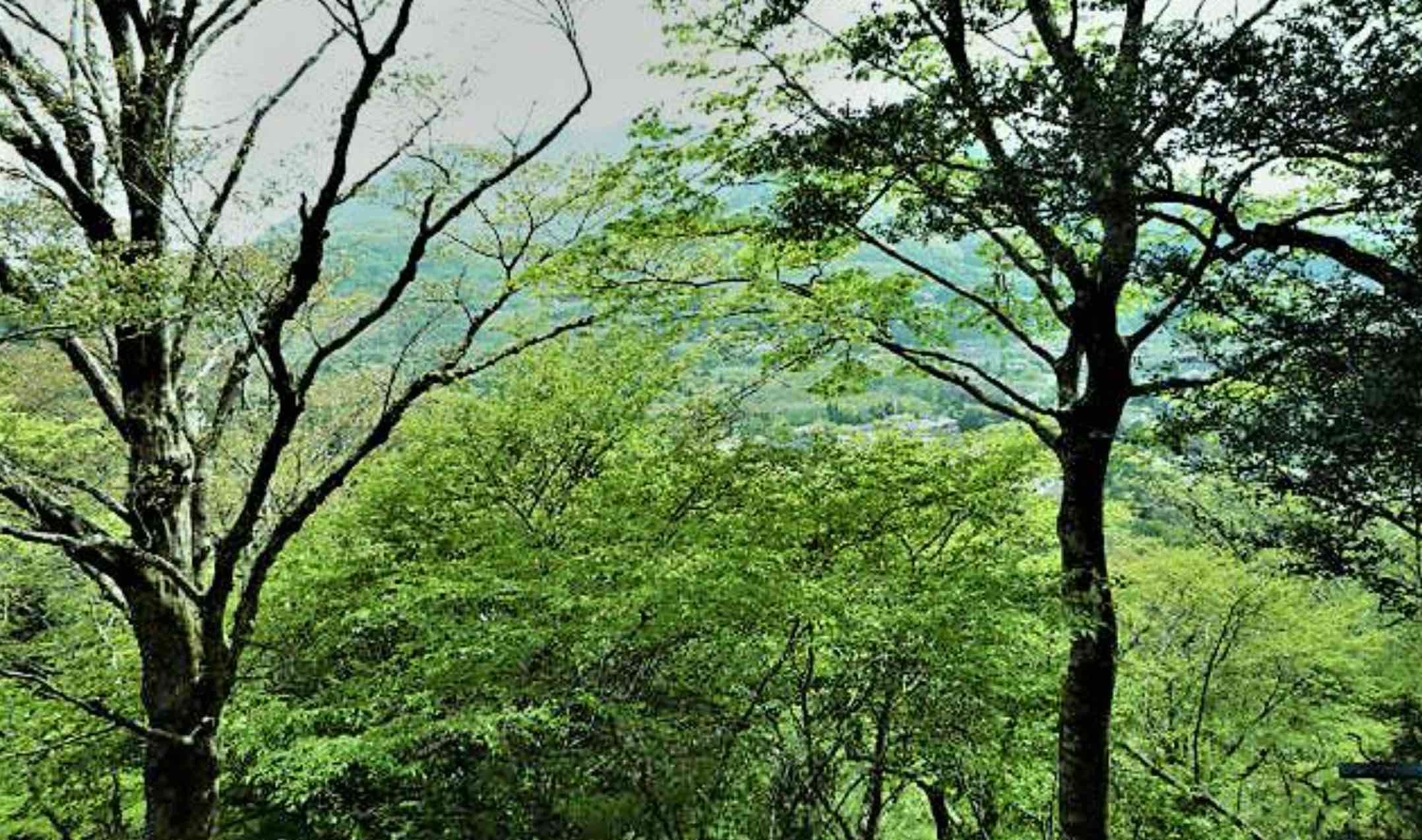 箱根町仙石原の物件の眺望