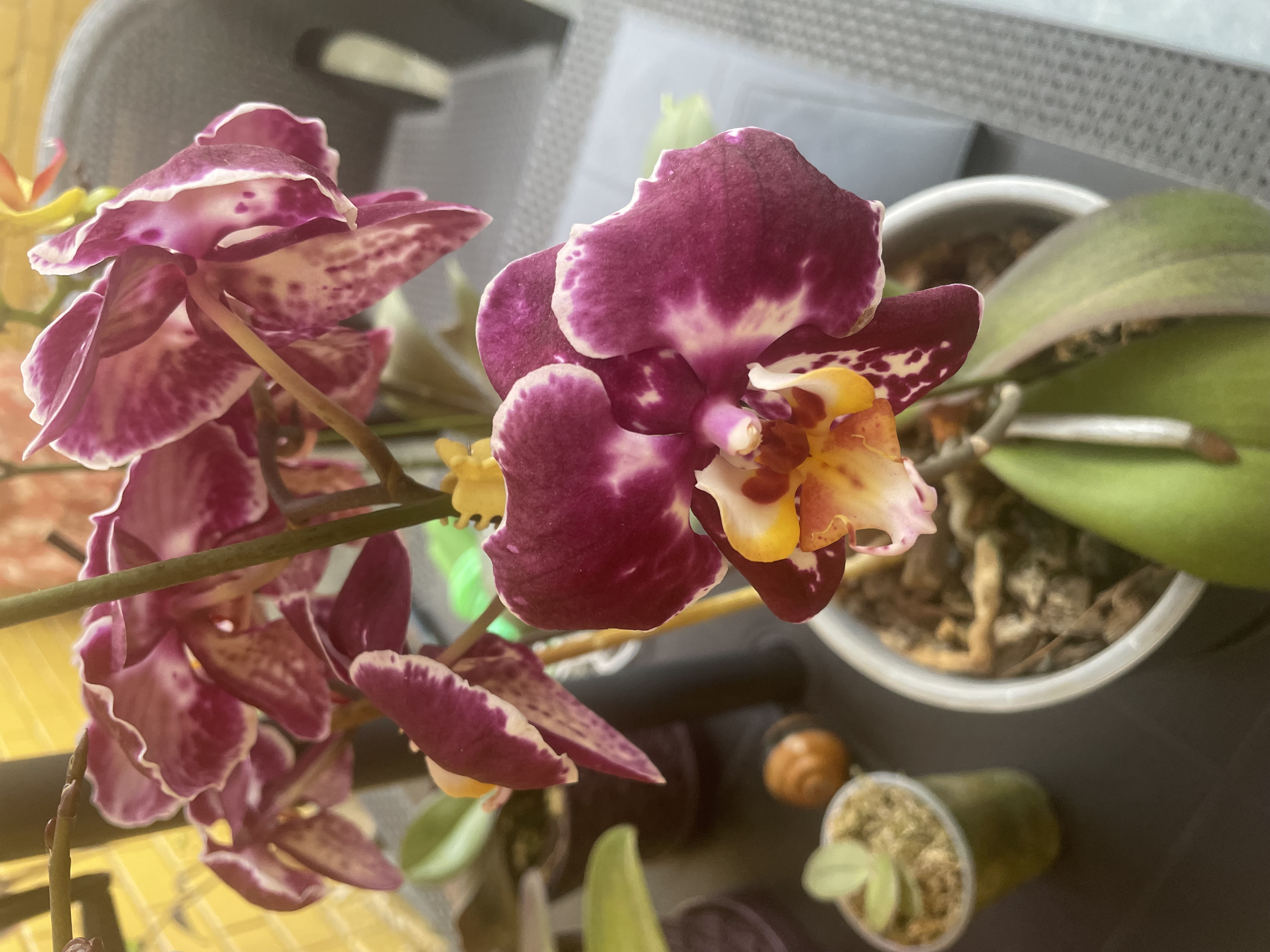 Orquídeas