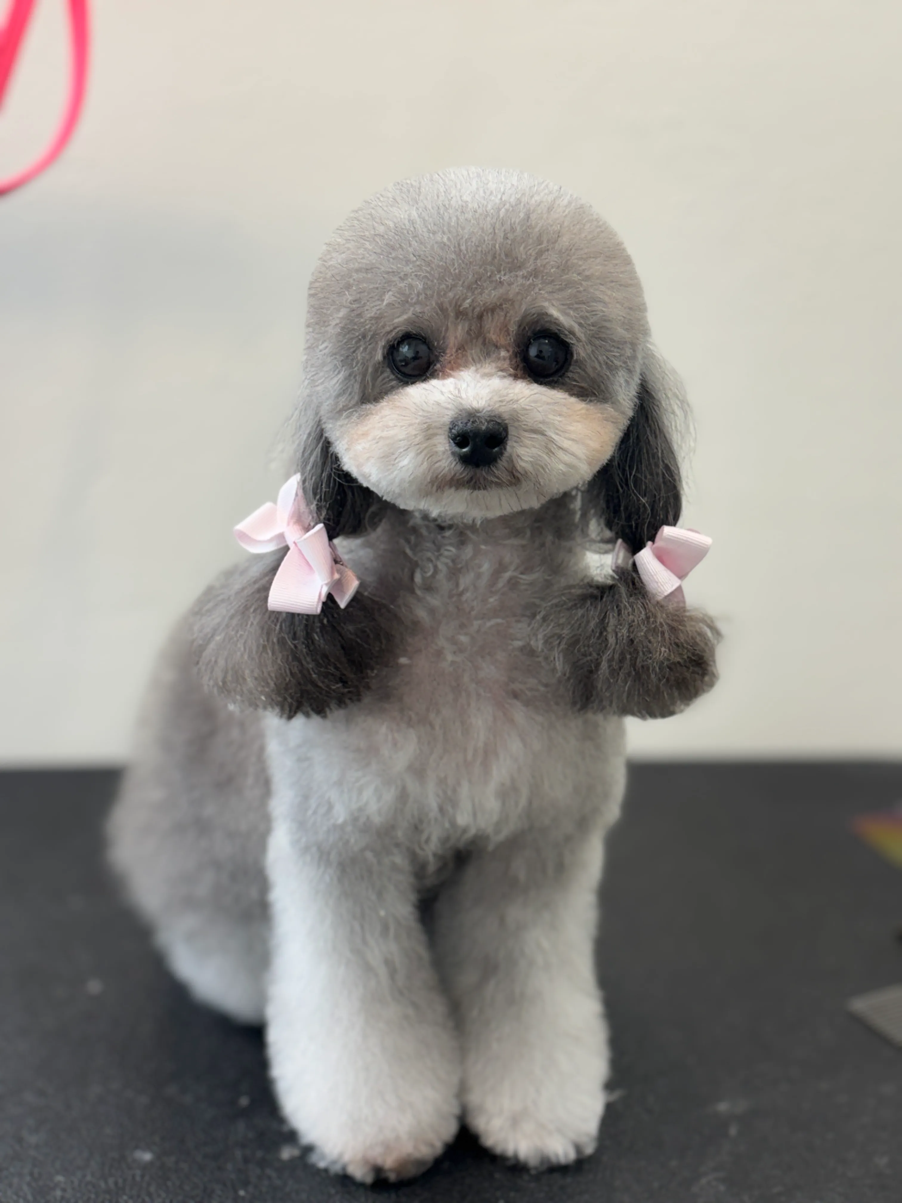 [송파구] 엄지야그루밍