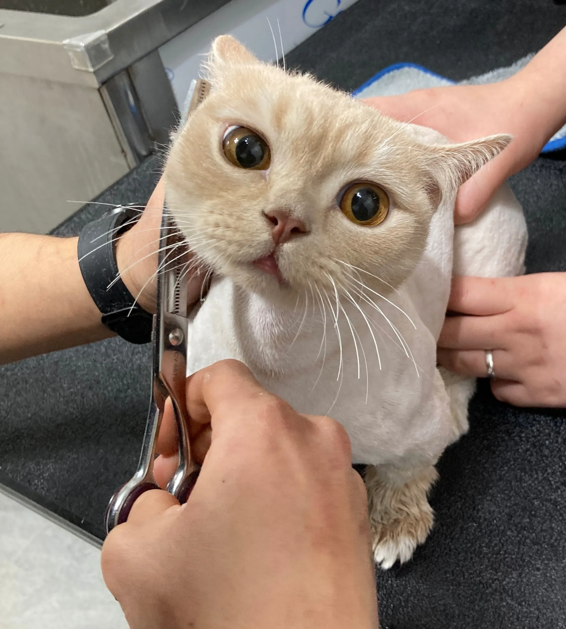 [오산시] 함께냥본점