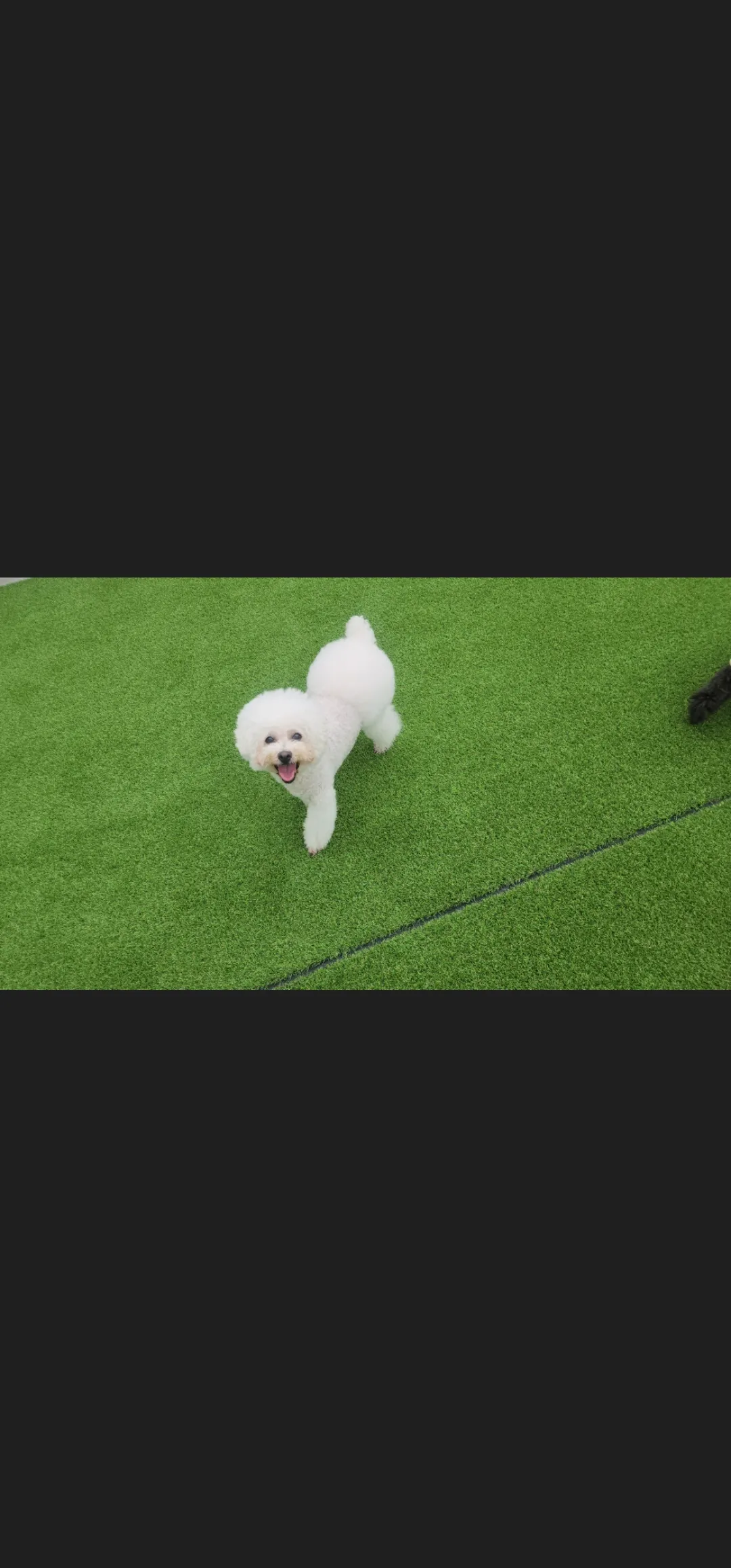 [영등포구] 투퍼피 신길점