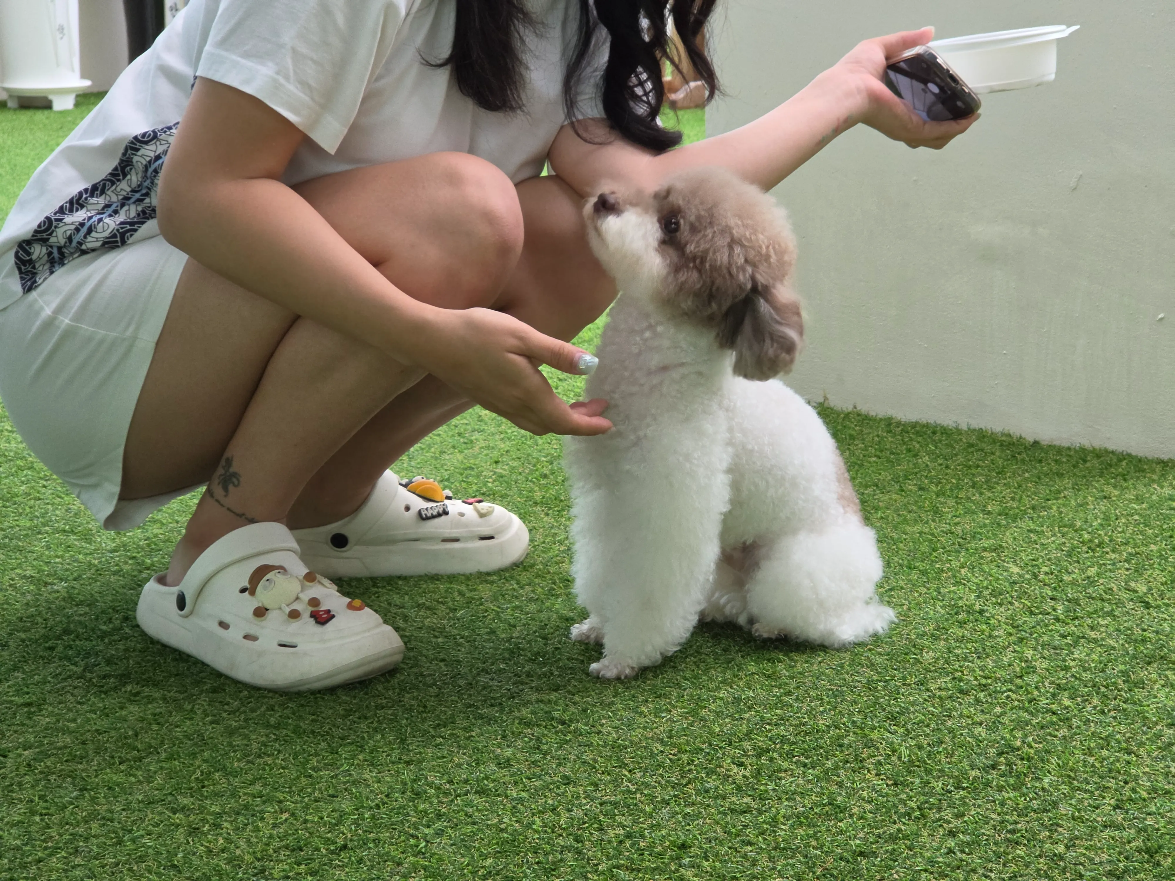 [파주시] 라온도그 애견유치원&호텔&훈련