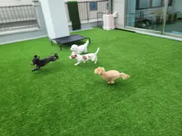 [미추홀구] 꽃피는견생 인천 애견유치원