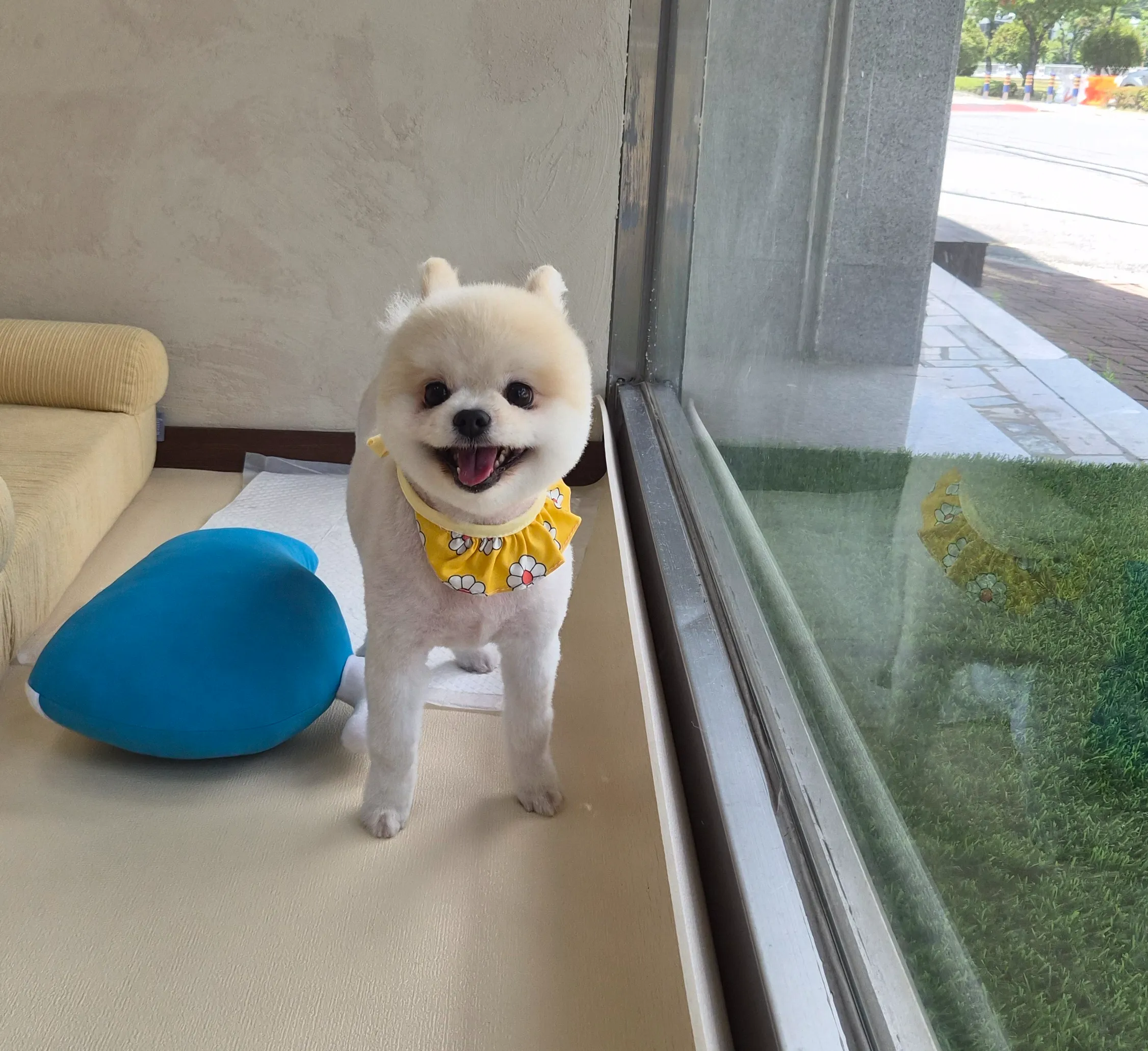 [강서구] 메리몰펫샵 명지점