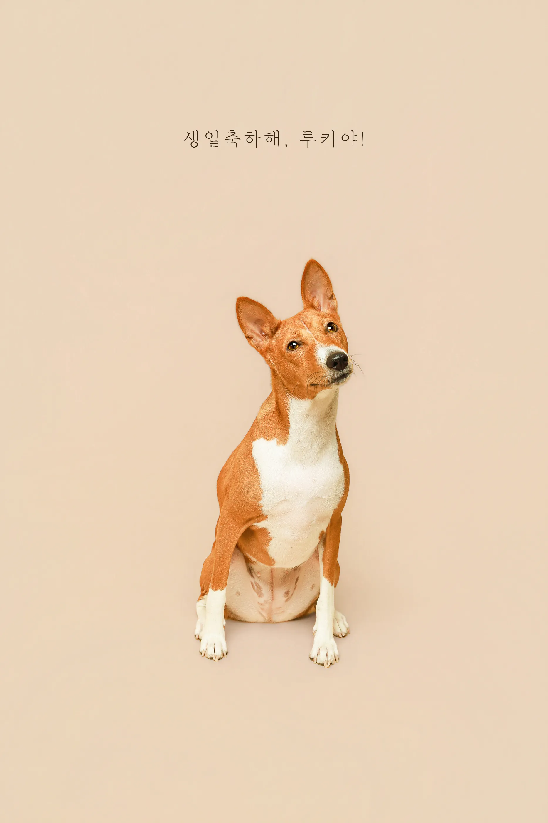 베루펫 스튜디오