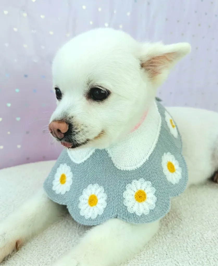 [청주시] 예쁘개멍애견미용실