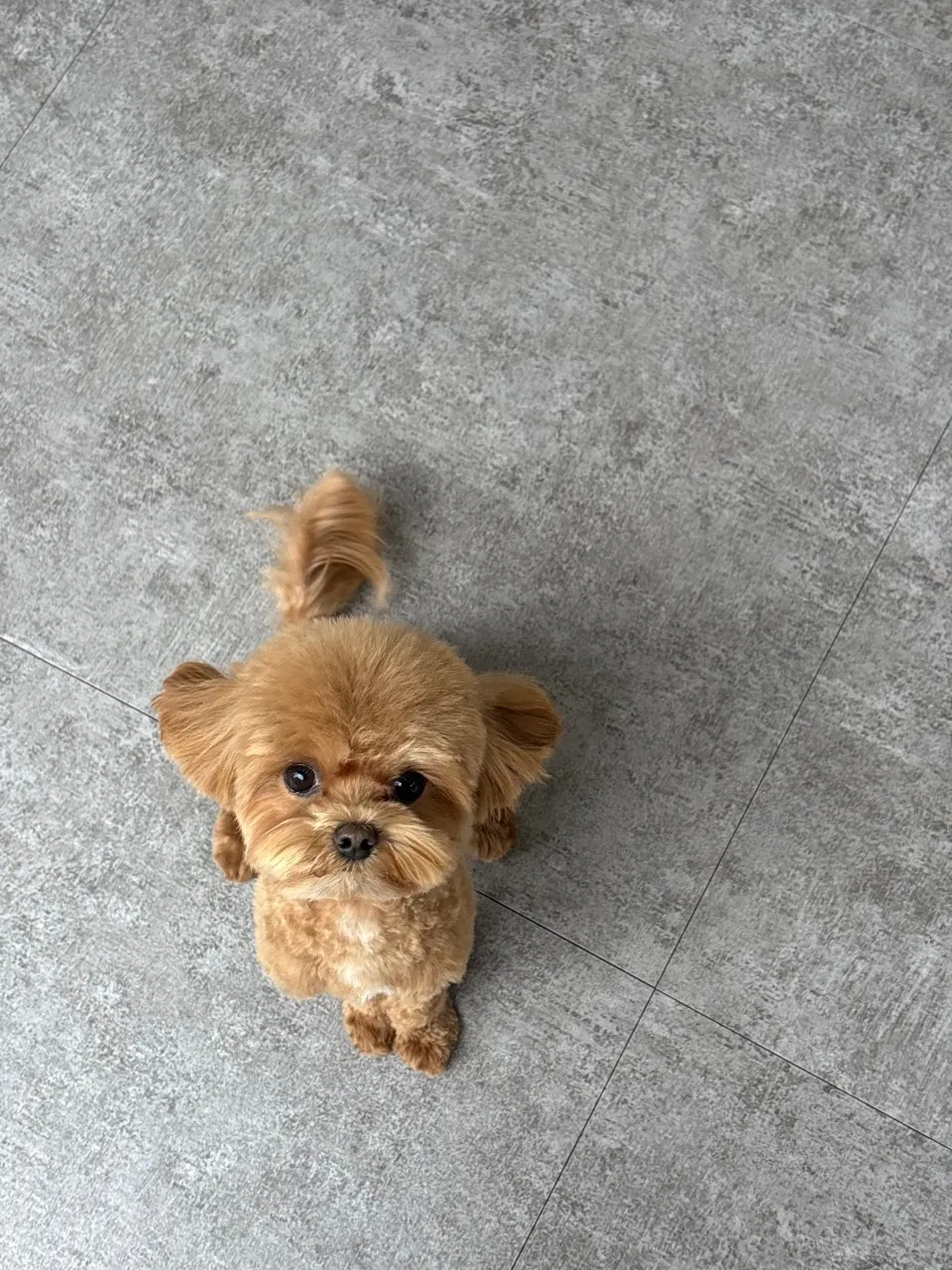 [김해시] 댕댕모아