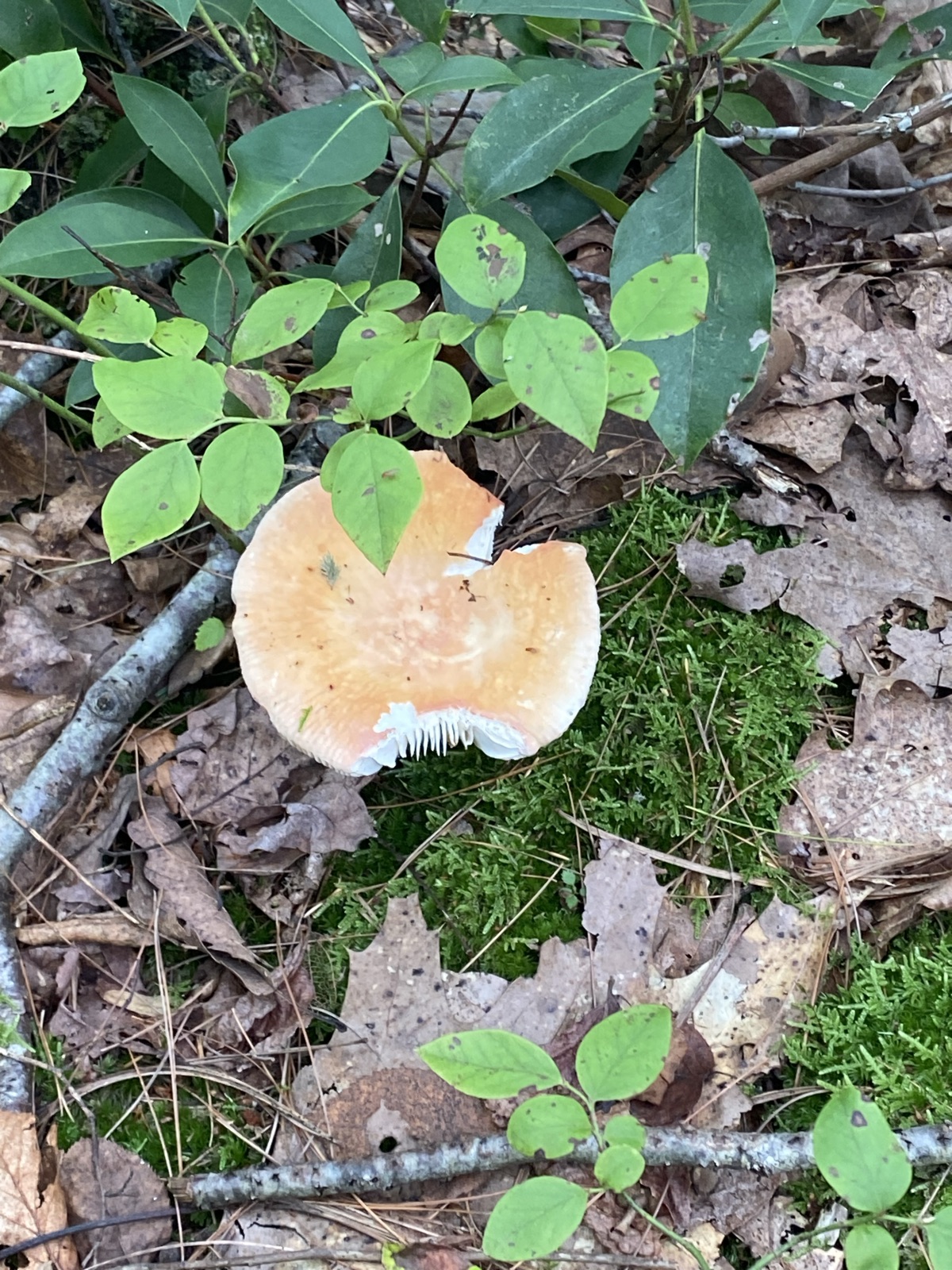 Huntington State Park trail photo 2