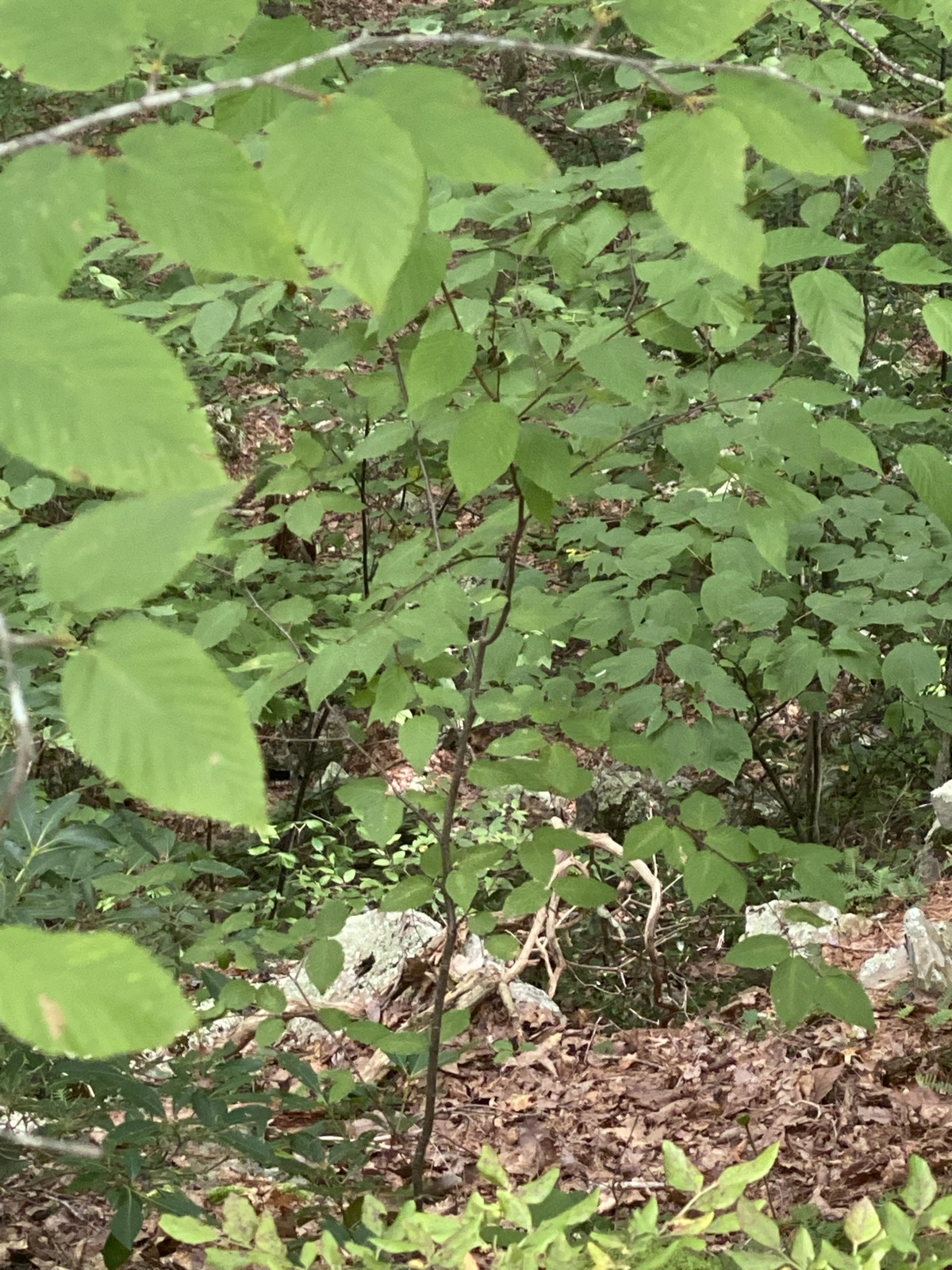Huntington State Park trail photo 3