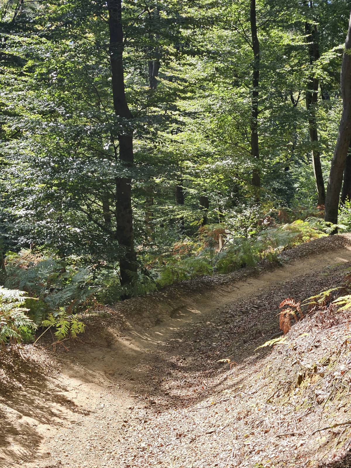Banana trail photo 2