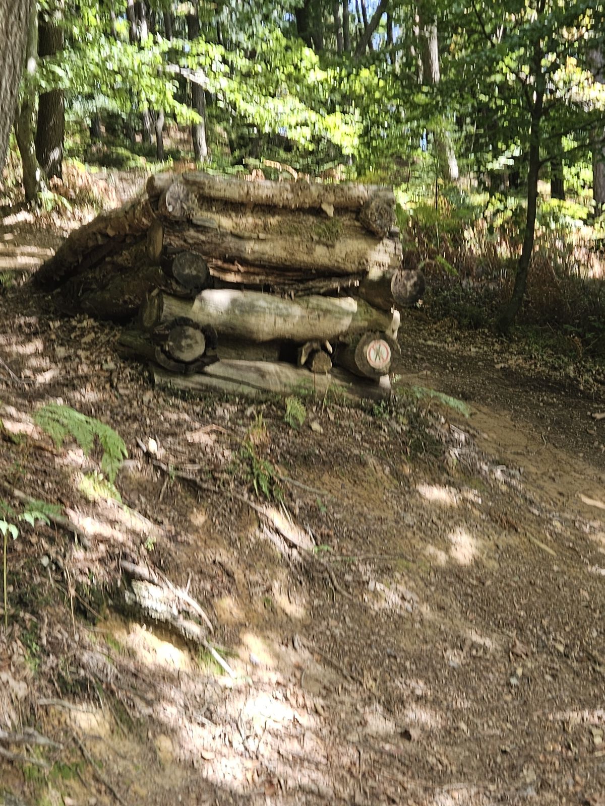Banana trail photo 3