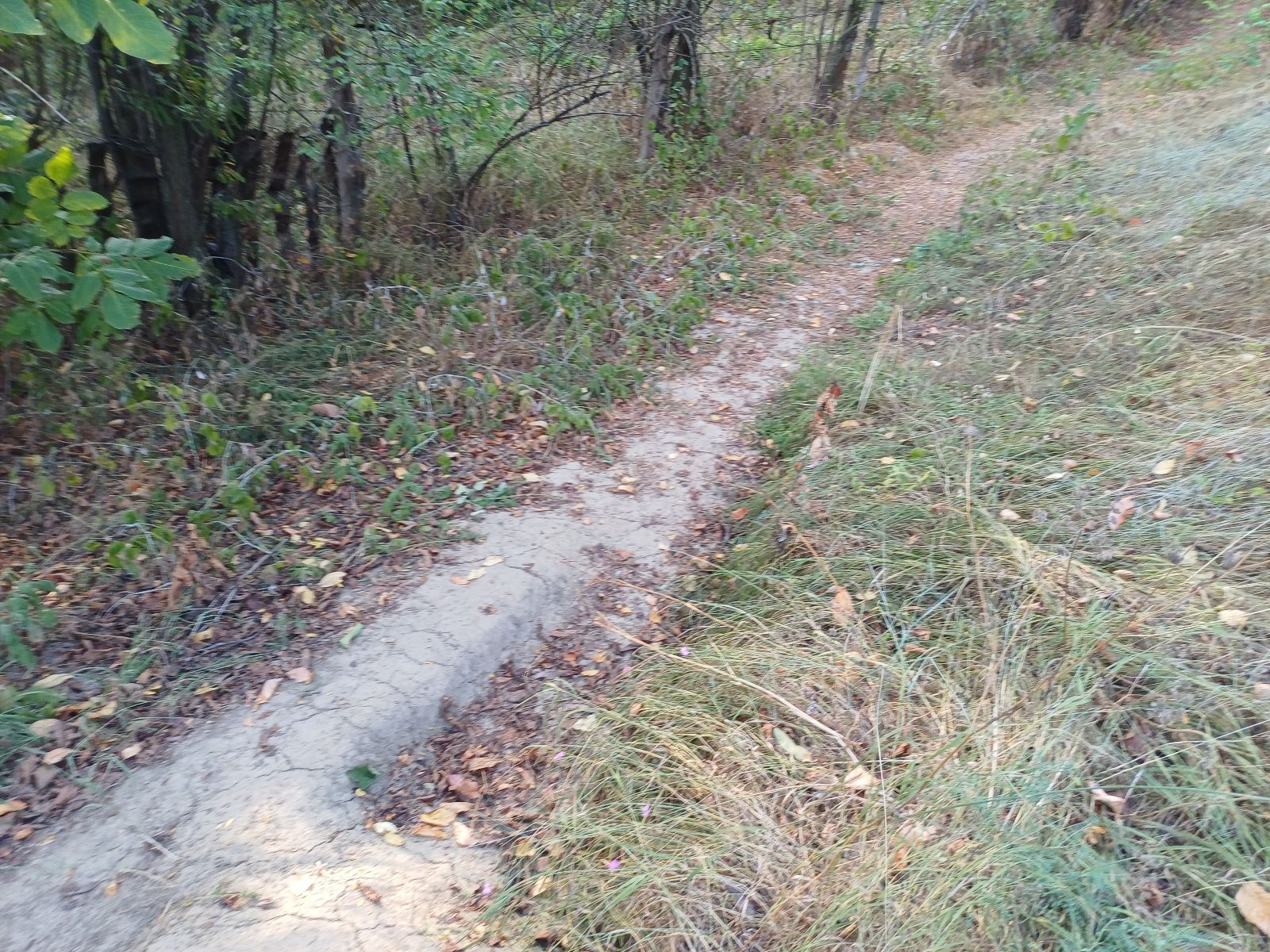 Spiky Trail trail photo 5
