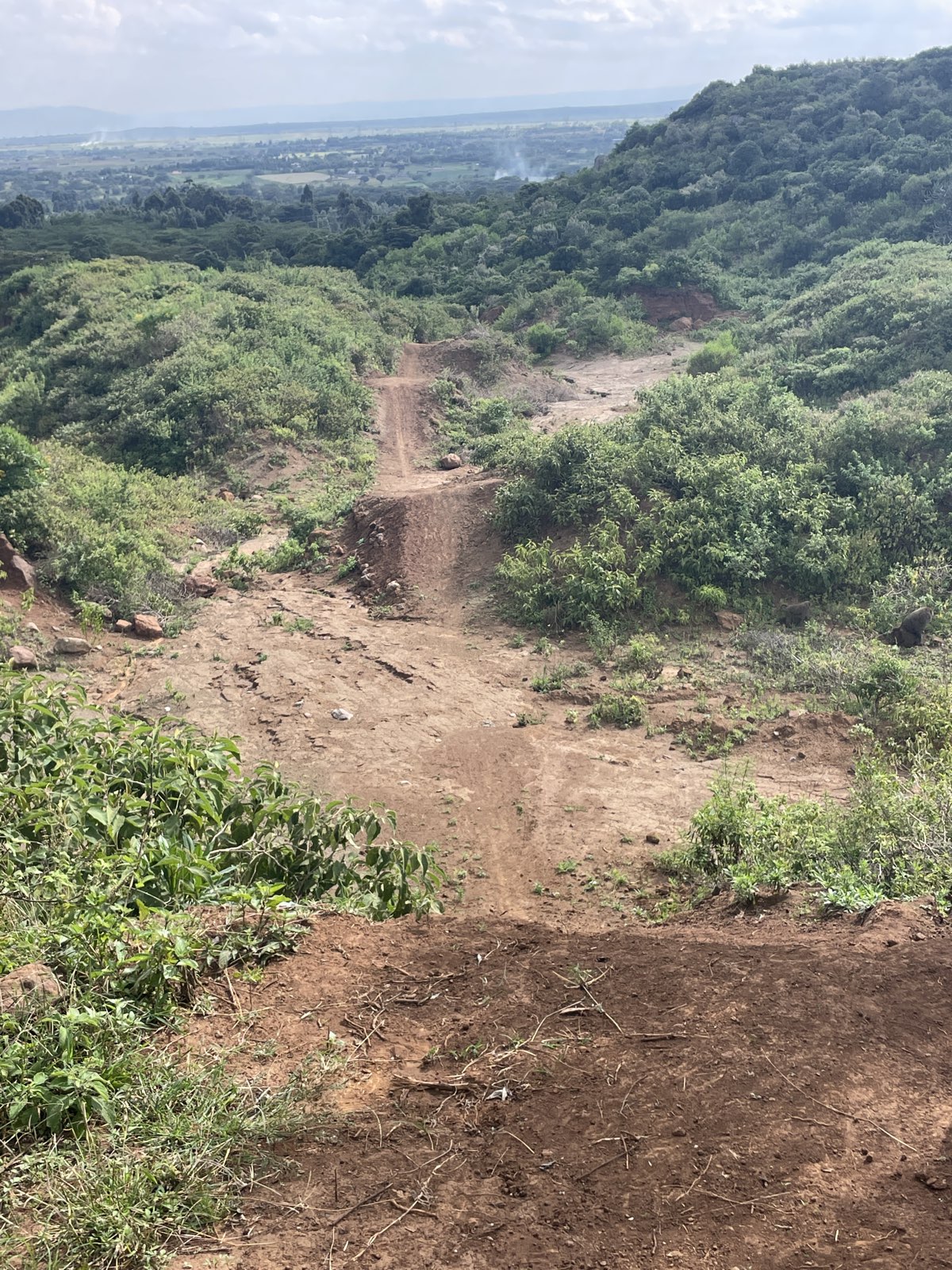 Big fig frame scratcher trail photo 1