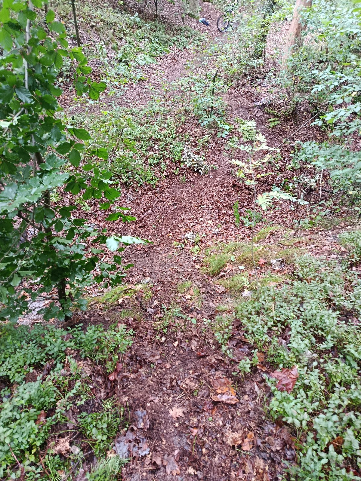 Jungle Line trail photo 2