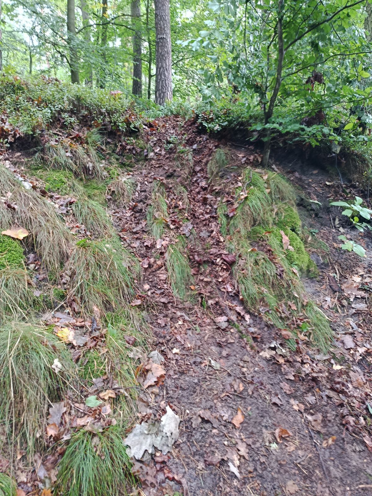 Jungle Line trail photo 3