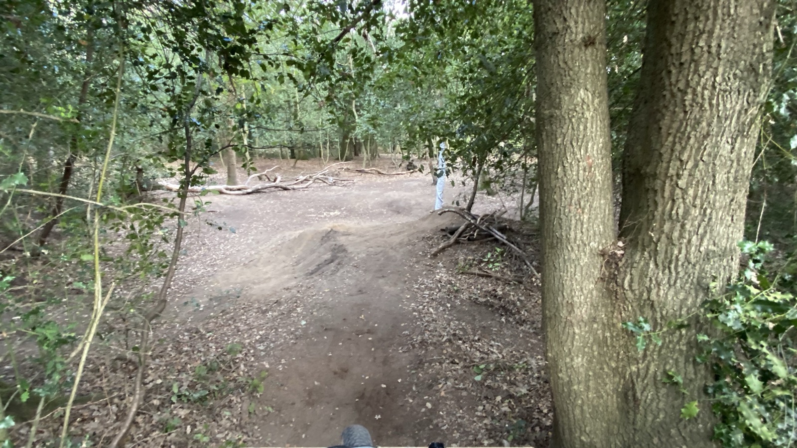Ham Woods Trail Loop trail photo 1
