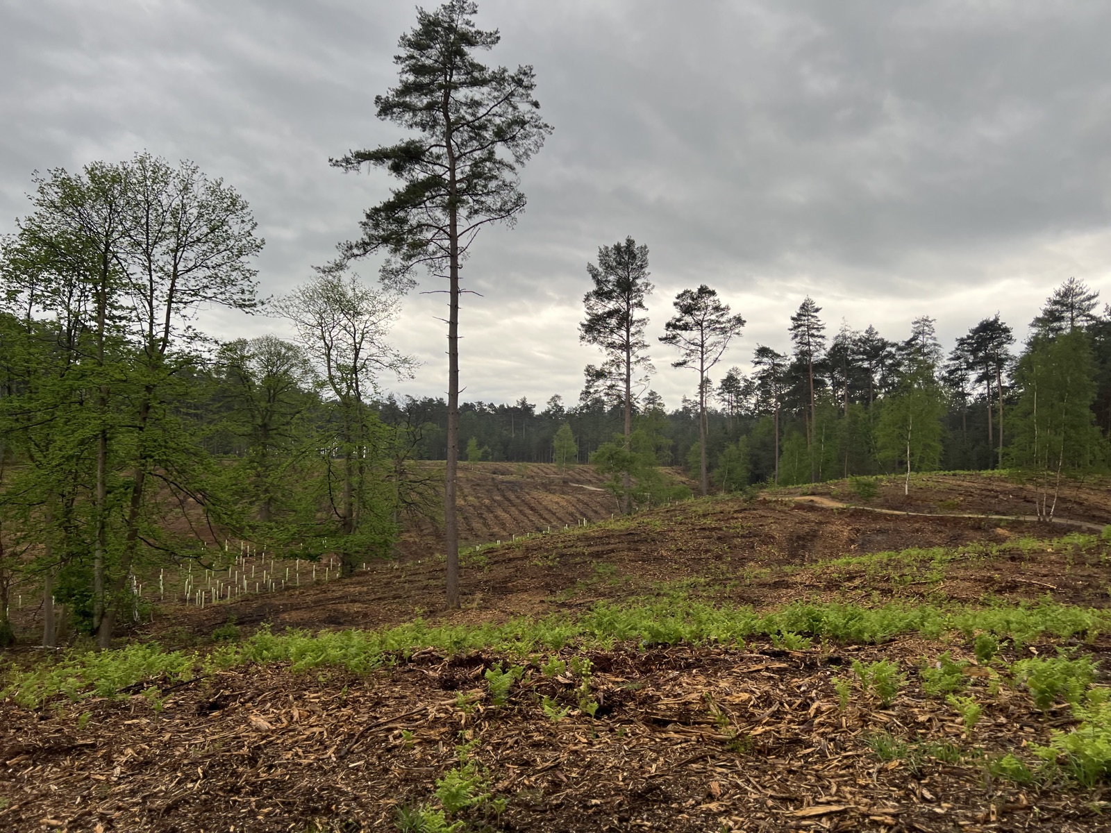 Swinley Forrest intermediate blue trail trail photo 2