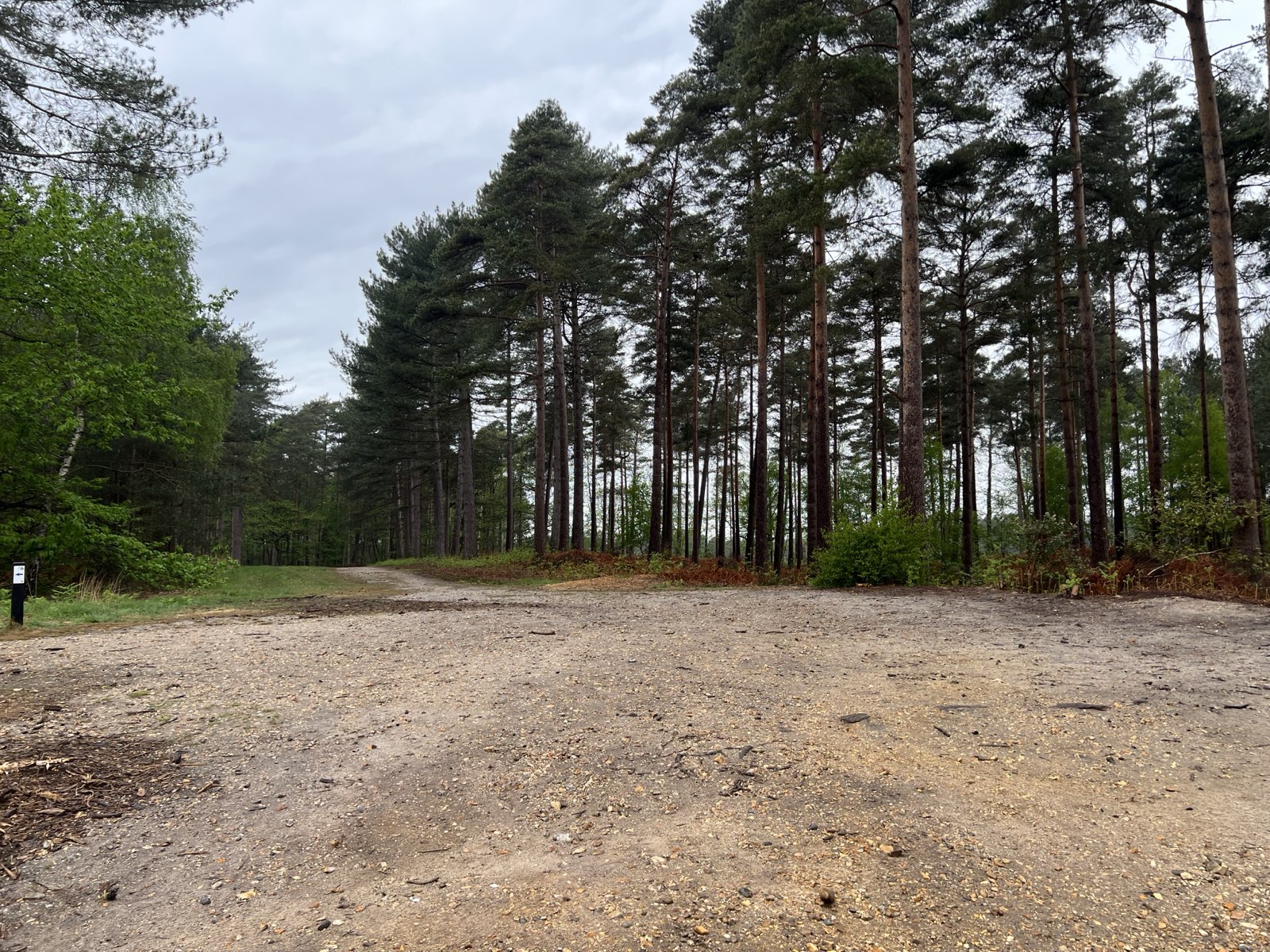 Swinley Forrest intermediate blue trail trail photo 1