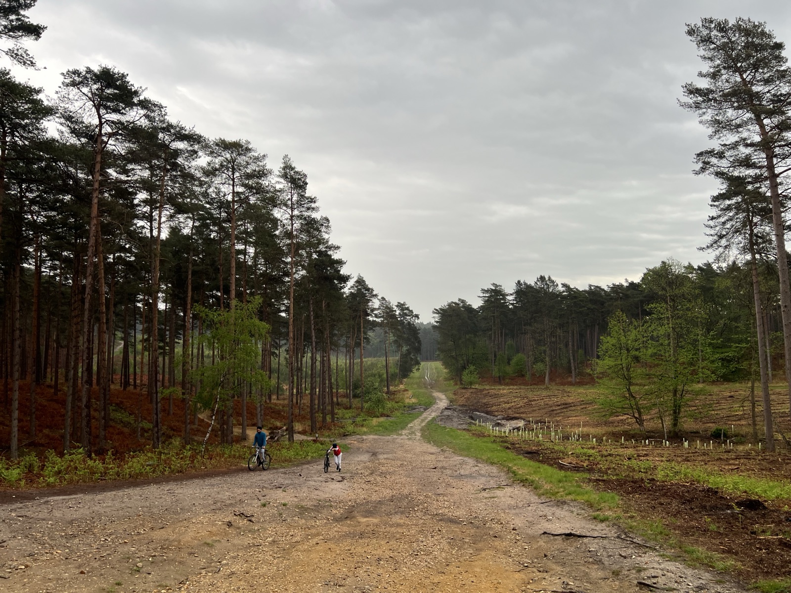 Swinley Forrest intermediate blue trail trail photo 3