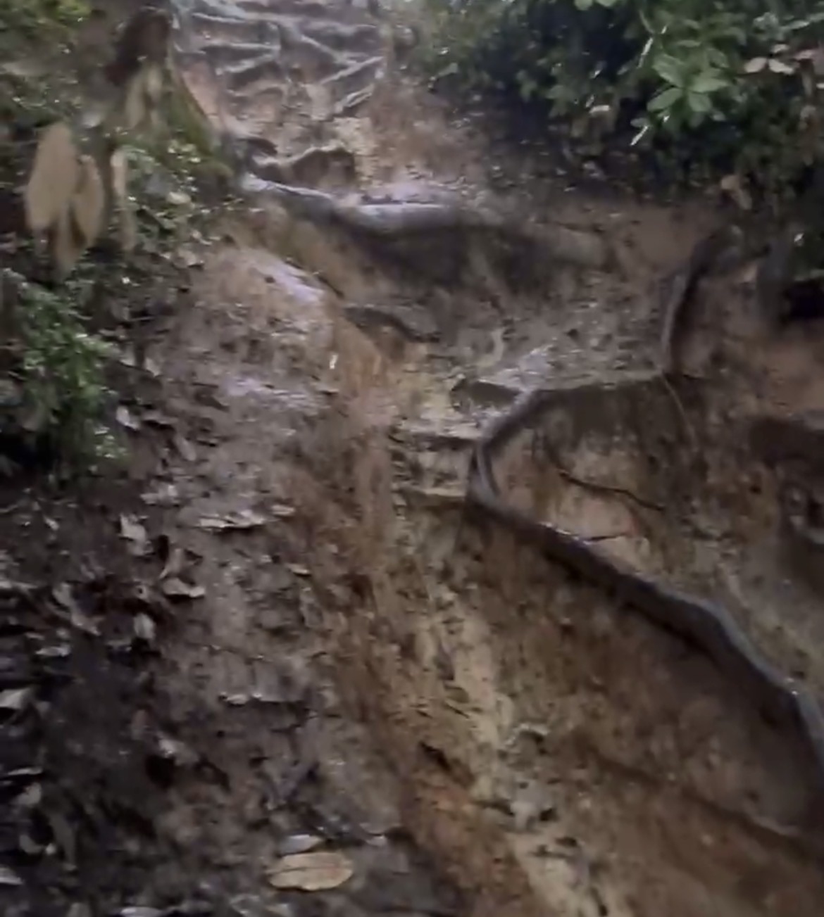 Big Dog trail photo 4