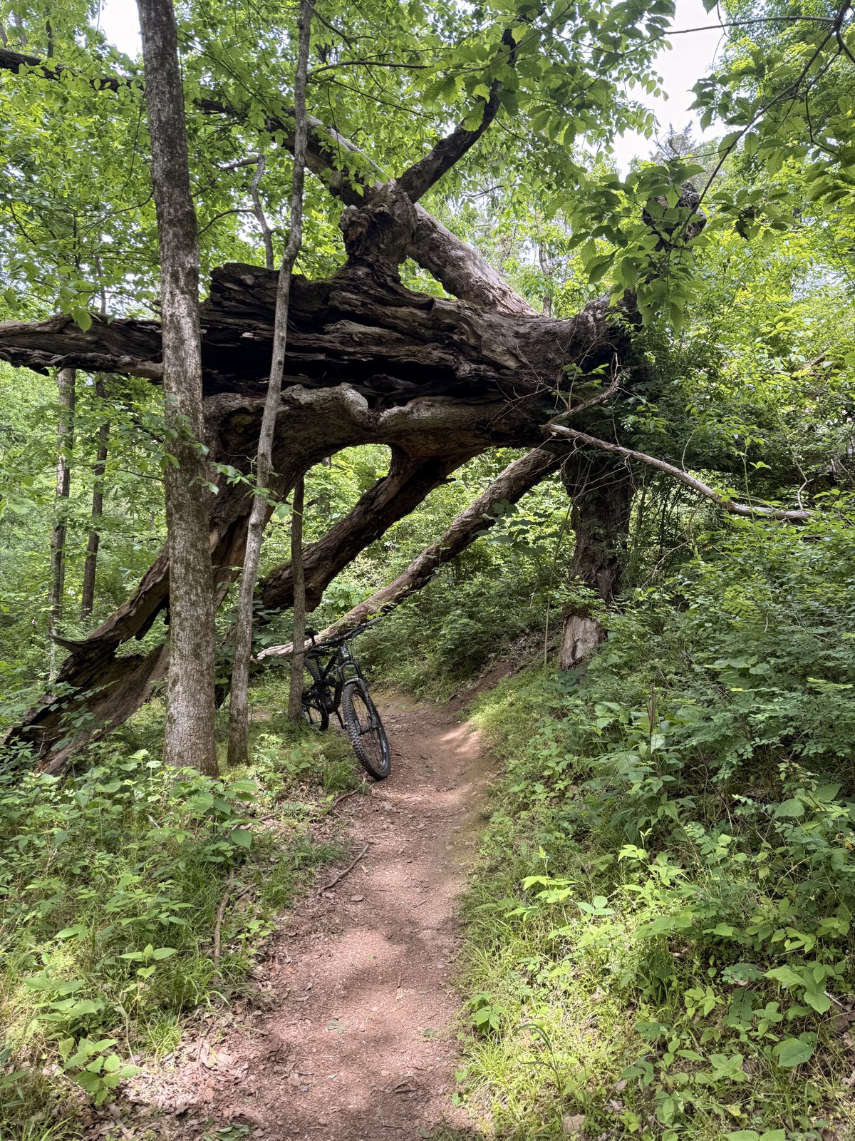 Smith Park MTB Trails trail photo 2