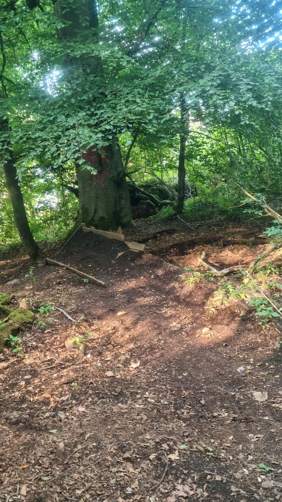Mearnskirk Forest Trails trail photo 4