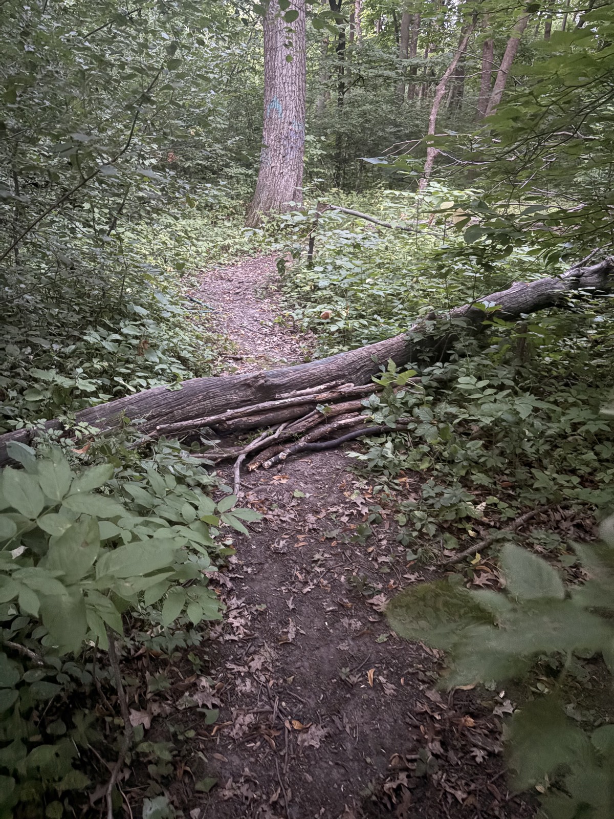 Duck and cover trail photo 3
