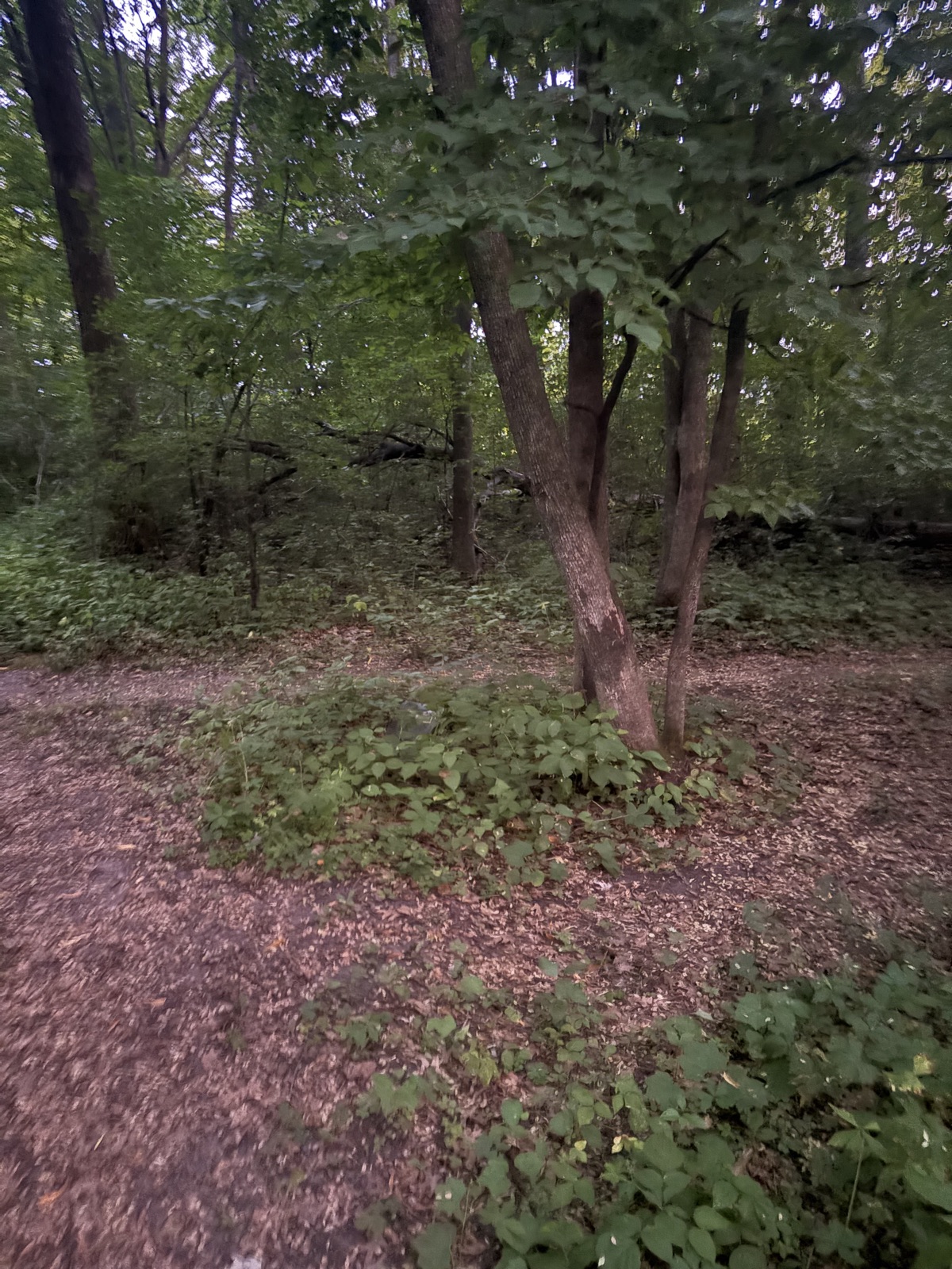 Duck and cover trail photo 2
