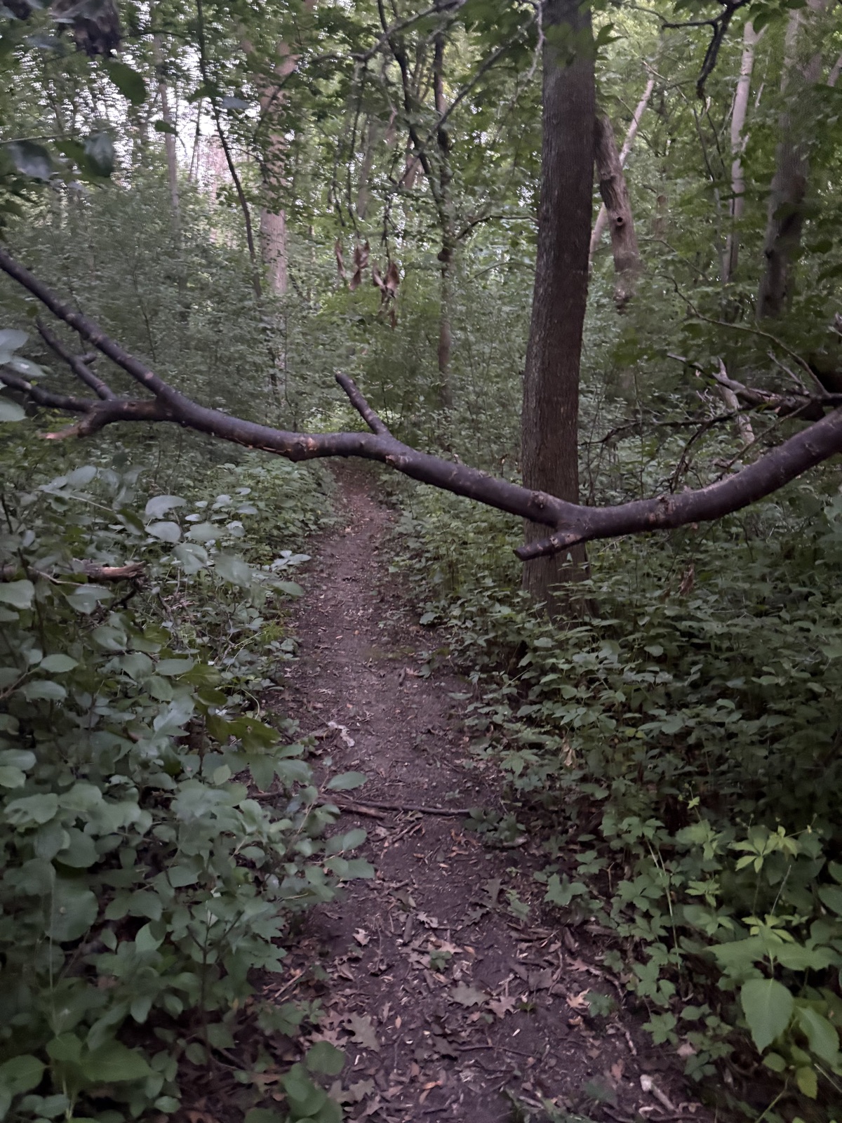 Duck and cover trail photo 4