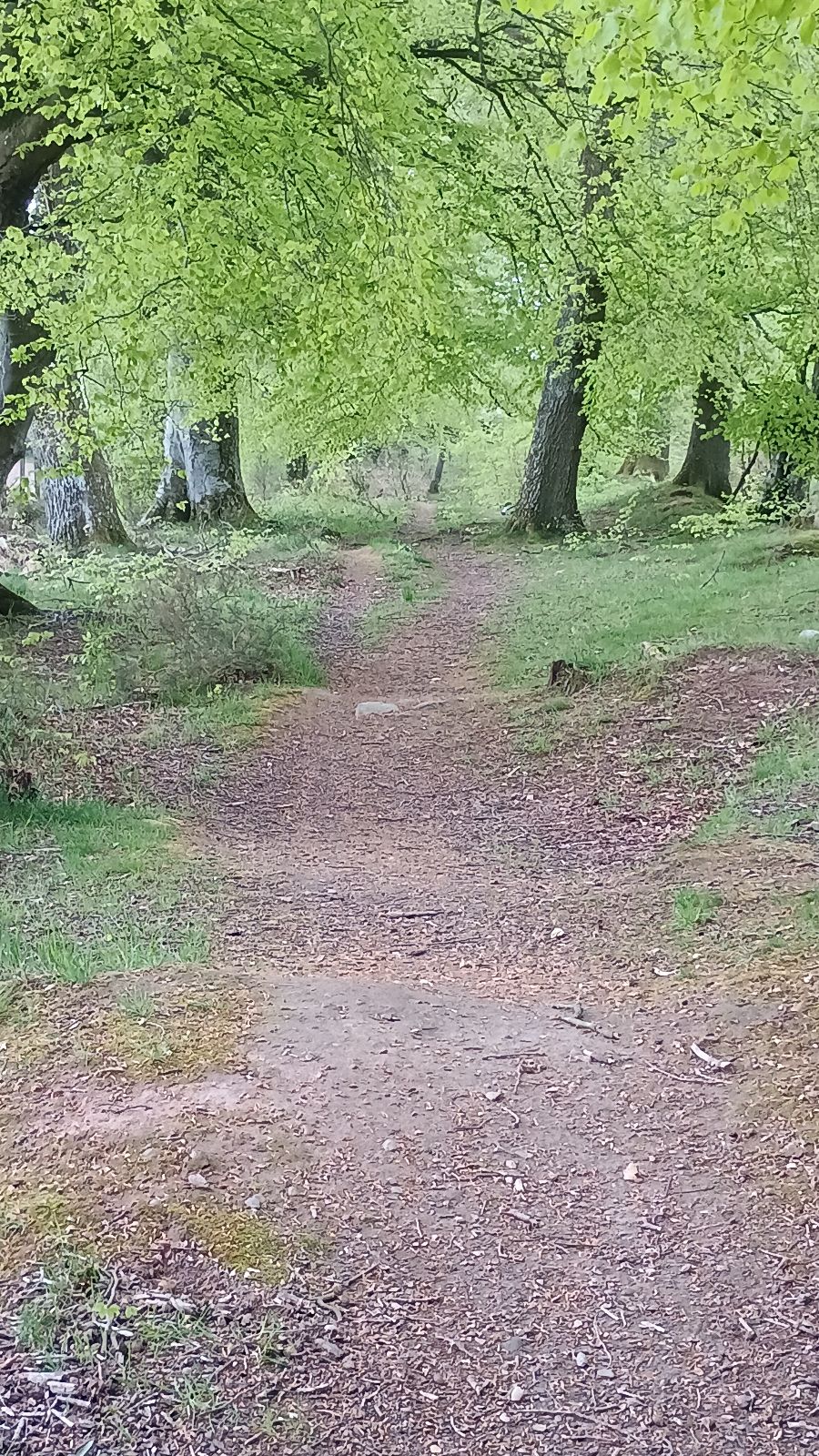 Wolfhill Bike Trail trail photo 5