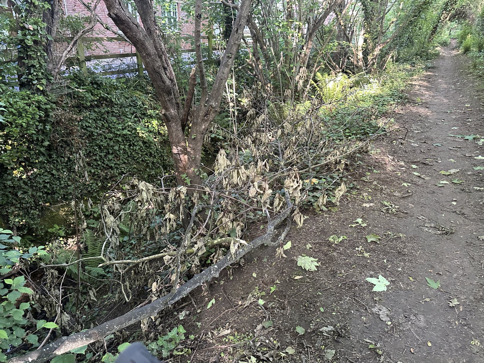 Westlands trail trail photo 1