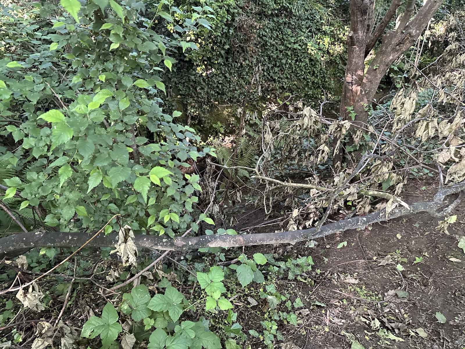 Westlands trail trail photo 2