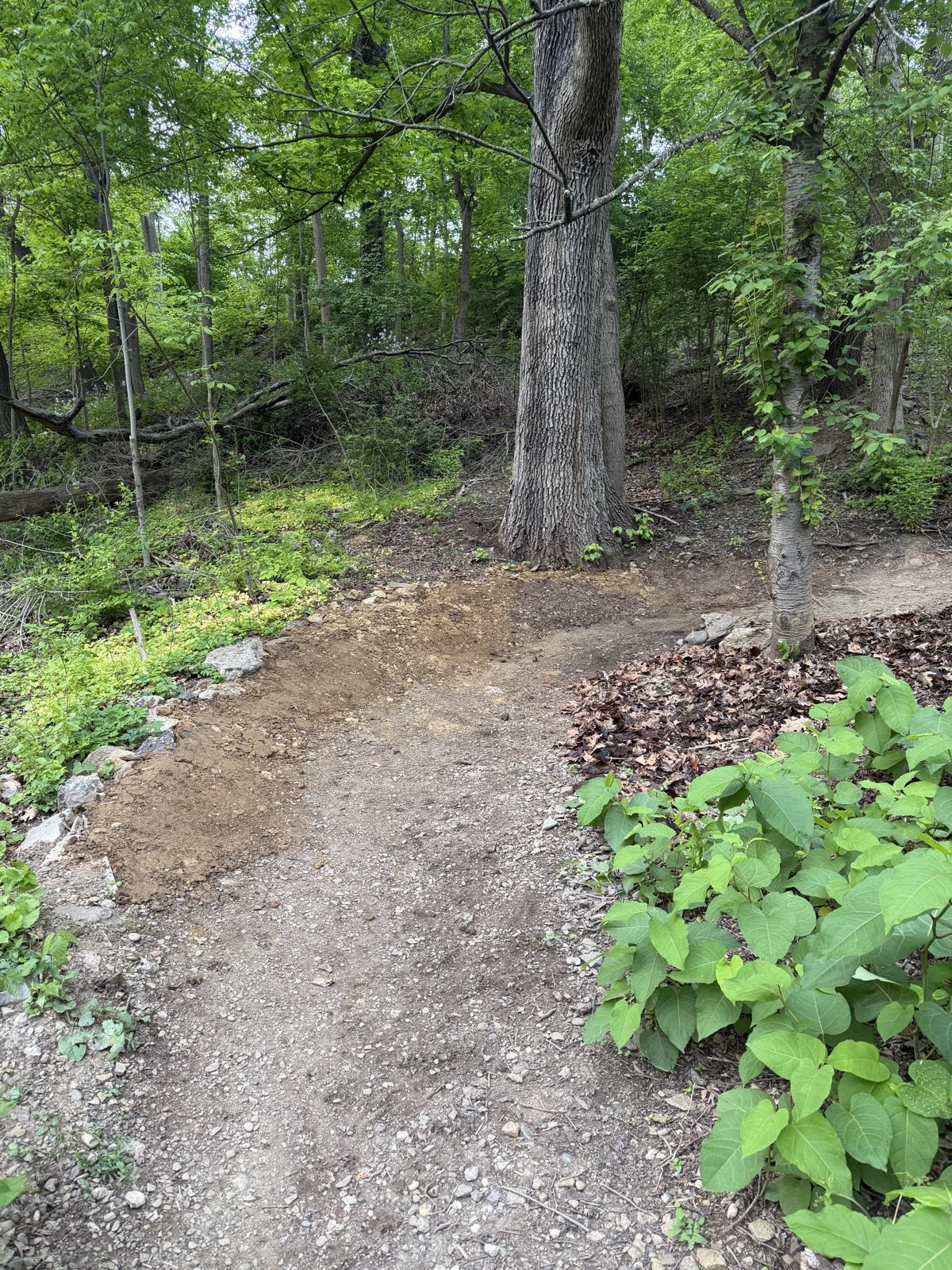 Dinky Bridge Trail trail photo 2