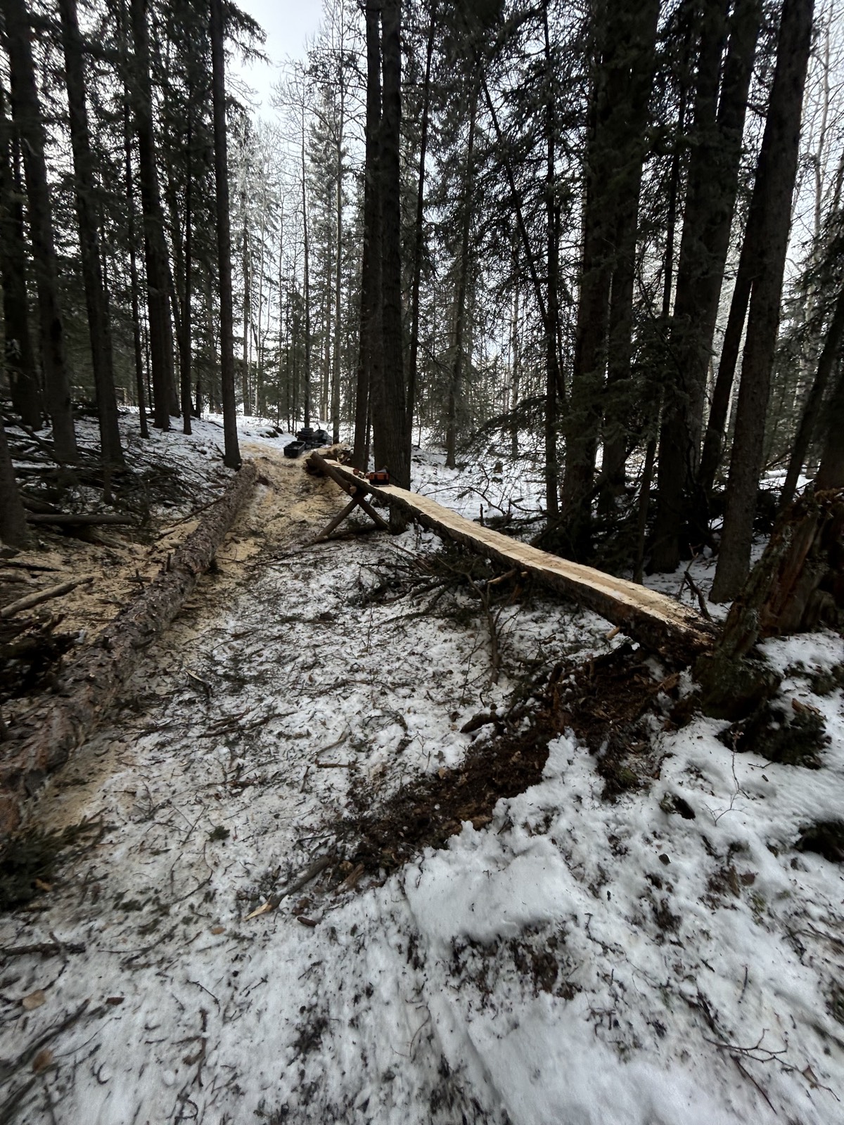Whispering Pines trail photo 4