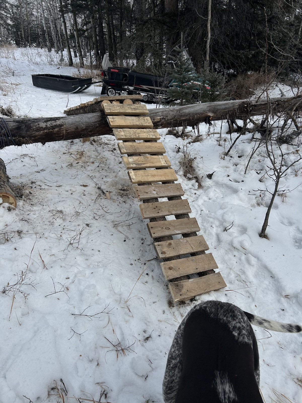 Whispering Pines trail photo 3