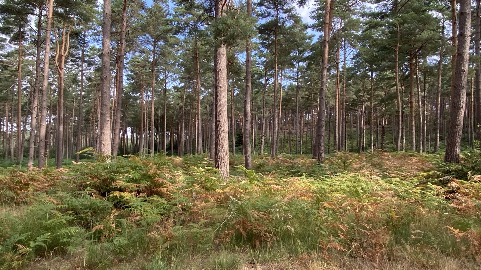 Swinley Forrest intermediate blue trail trail photo 3